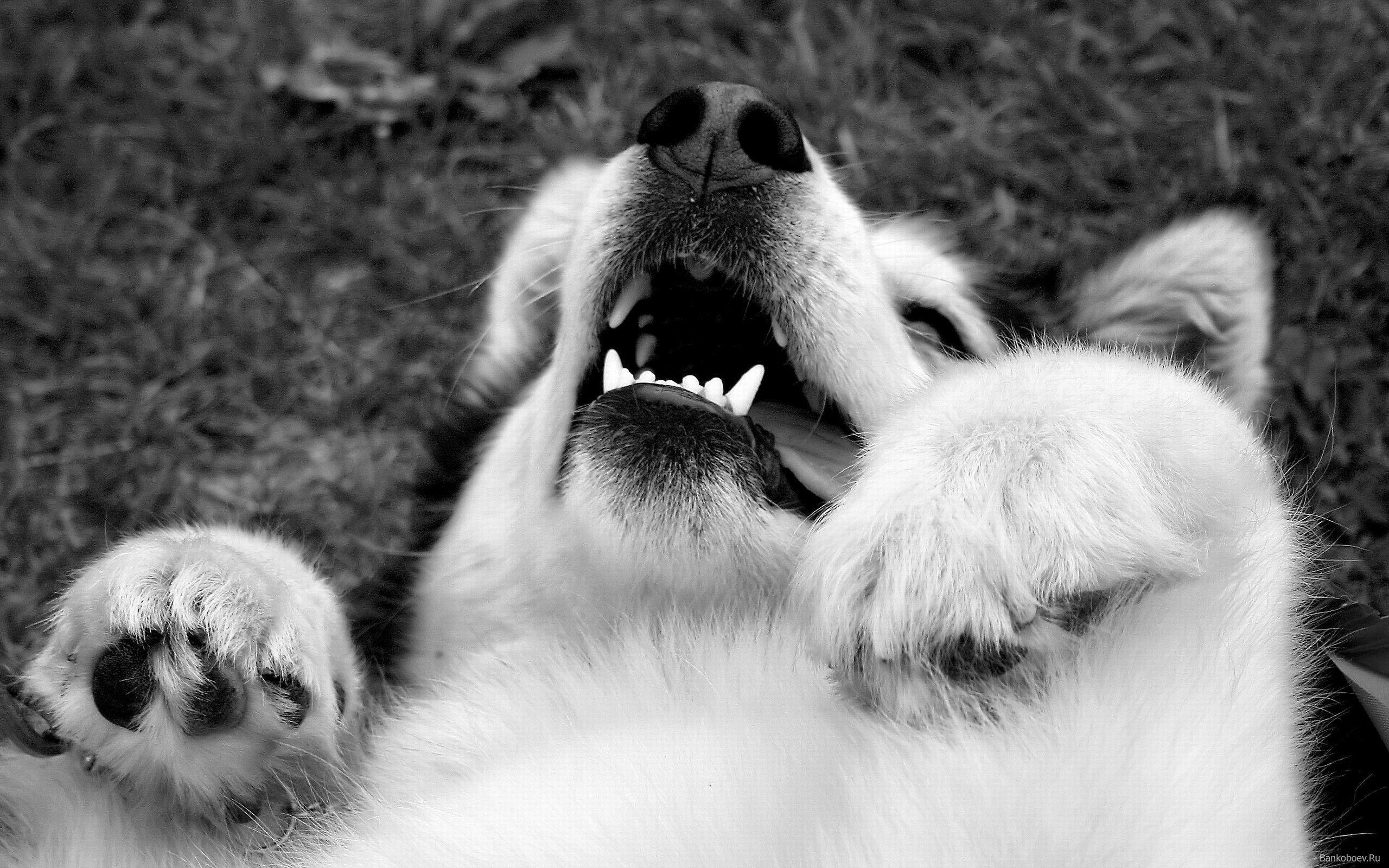 Alaskan Malamute, Tier, Bild, Alaska, Fotografie, 2560x1600 HD Desktop