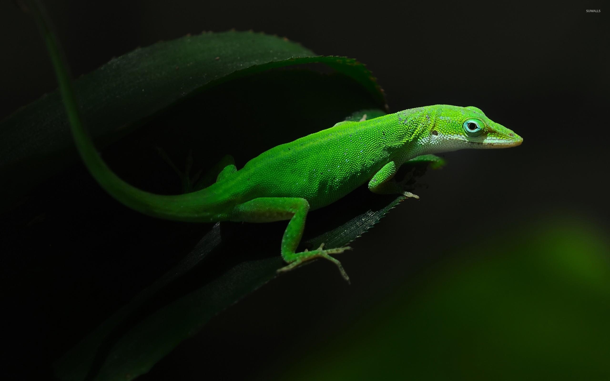 Gecko, Tier, Hintergrund, Bild, Reptil, 2560x1600 HD Desktop