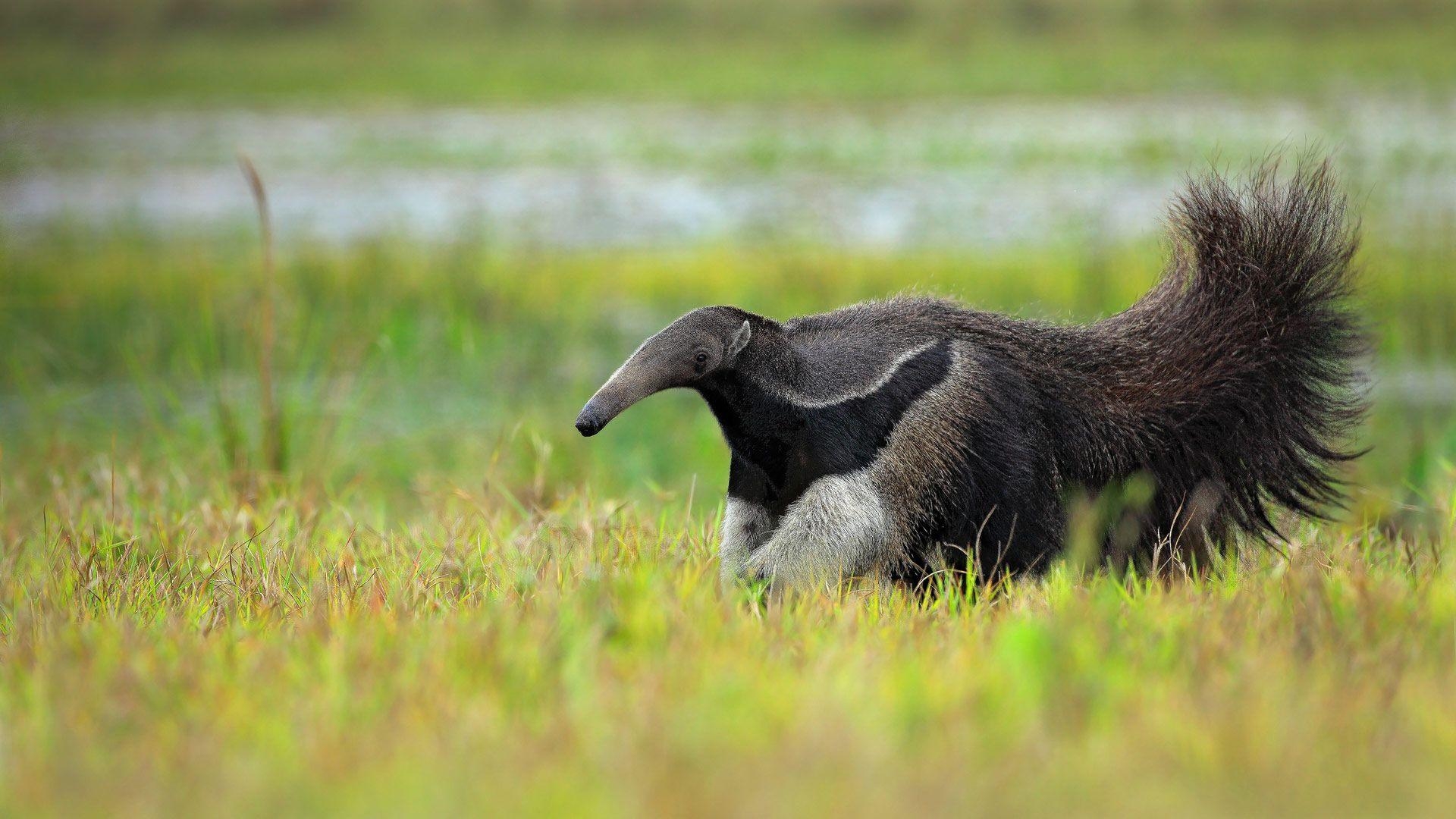 Riesen-Ameisenbär, Tier, HD, Bild, Natur, 1920x1080 Full HD Desktop