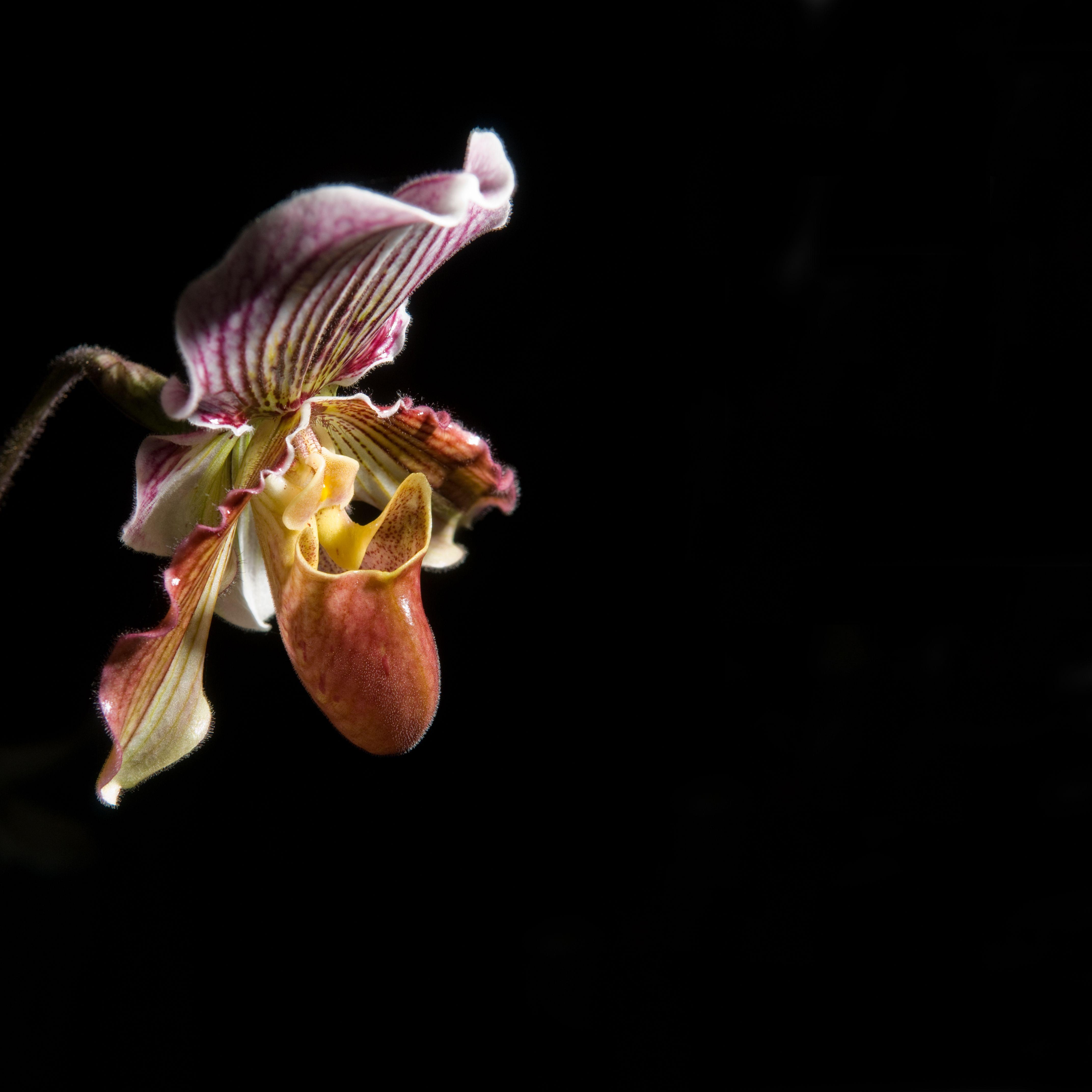 Orchidee, Desktop, Chicago, Botanischer Garten, 4290x4290 4K Handy