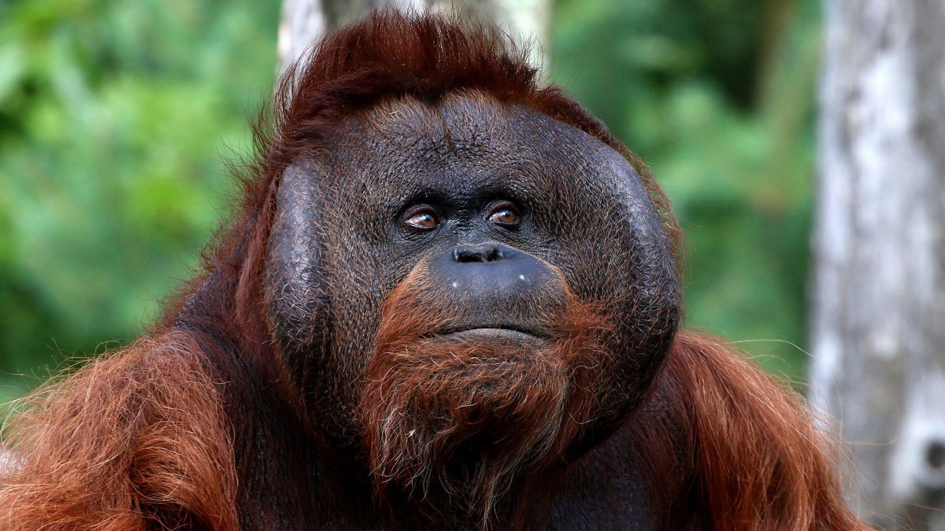 Orang-Utan, Tier, Bild, Hintergrund, Spezifikation, 1920x1080 Full HD Desktop