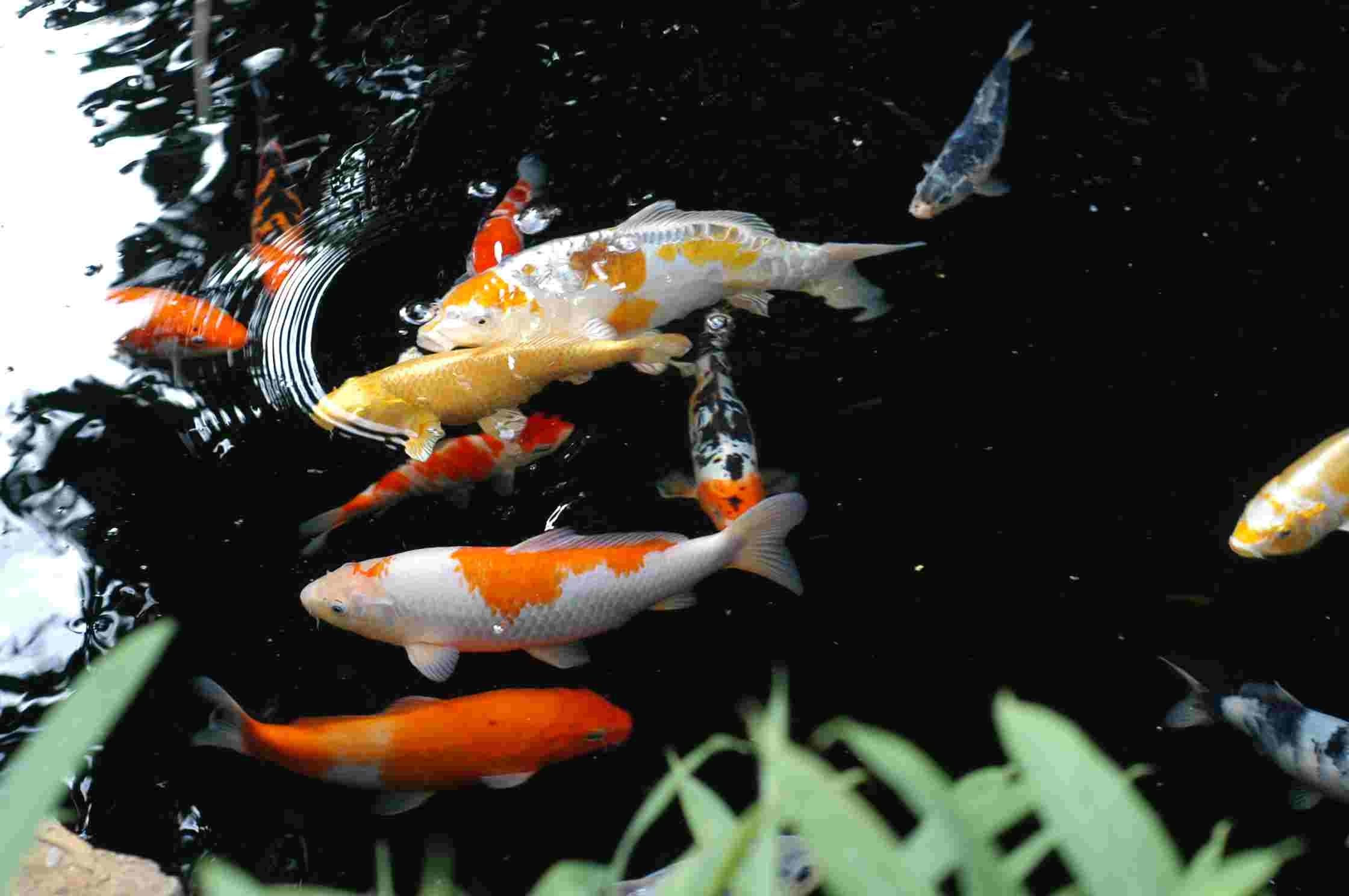 Koi Fisch, Lebendig, Farbenprächtig, Bewegung, Hintergrund, 2240x1490 HD Desktop