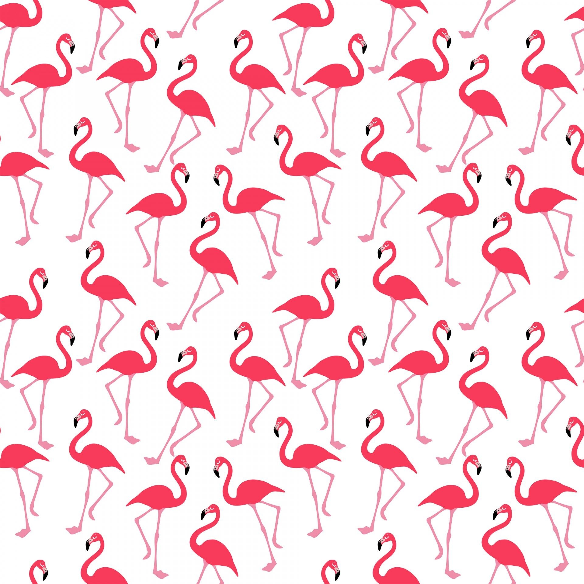 Flamingo, Tiere, Größe 11x1920, rosa, stilvoll, 1920x1920 HD Handy