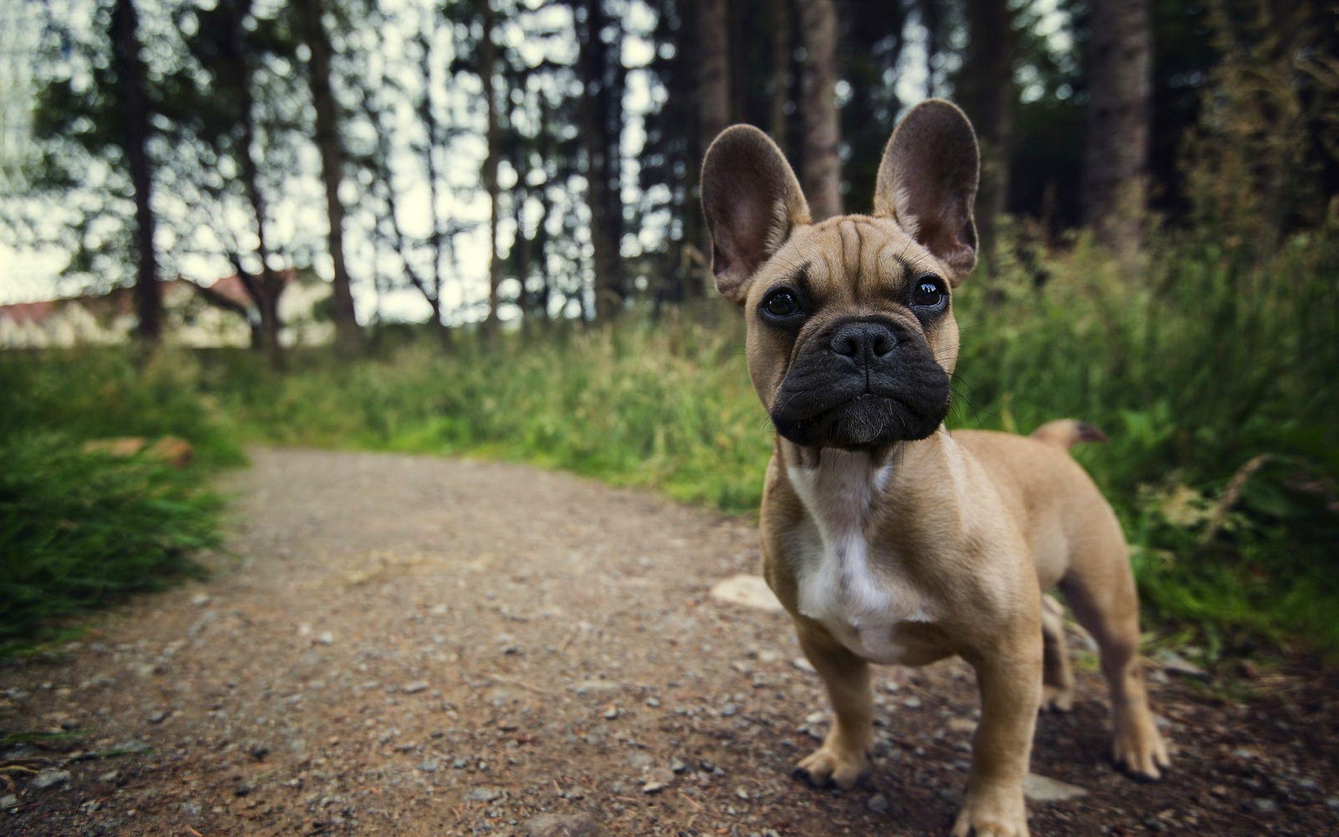 Französische Bulldogge, PC, A2sx654, Hintergrund, Hund, 1920x1200 HD Desktop