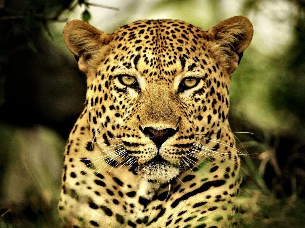 Leopard, Tierbild, HD Ansicht, Download, 1040x780 HD Desktop