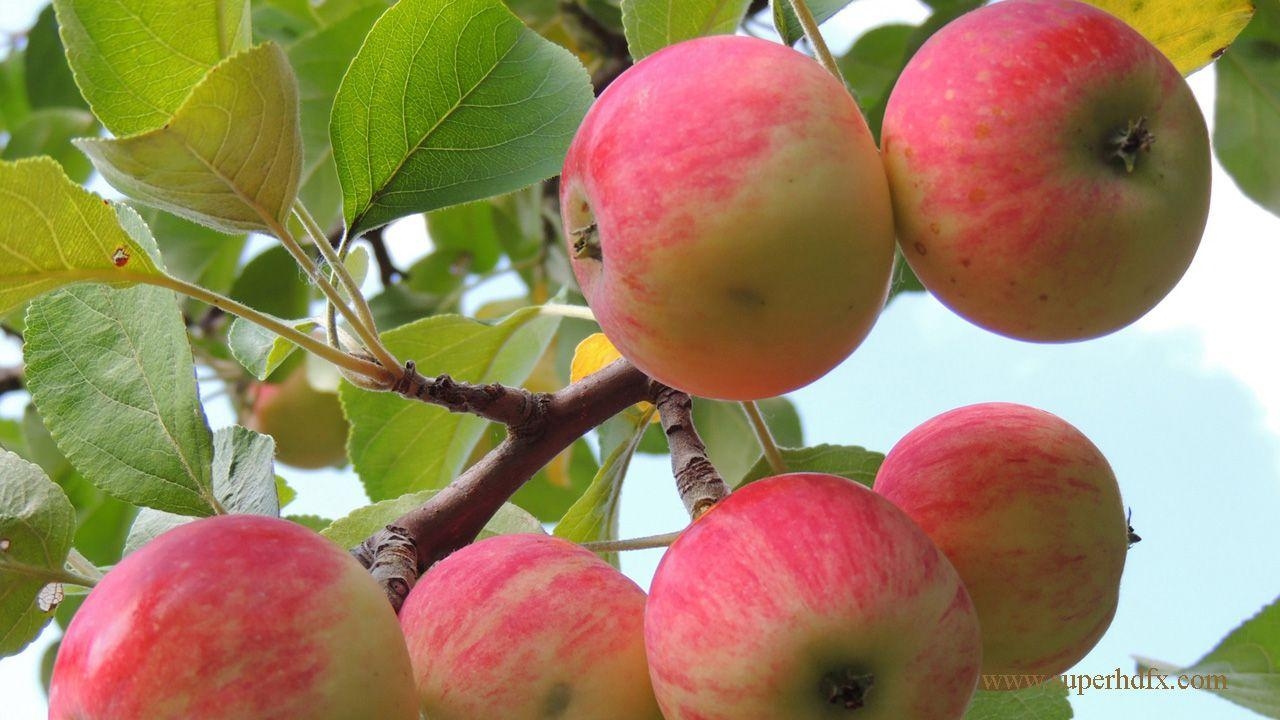 Obst, Ernährung, Hintergrund, Apfel, Natur, 1280x720 HD Desktop