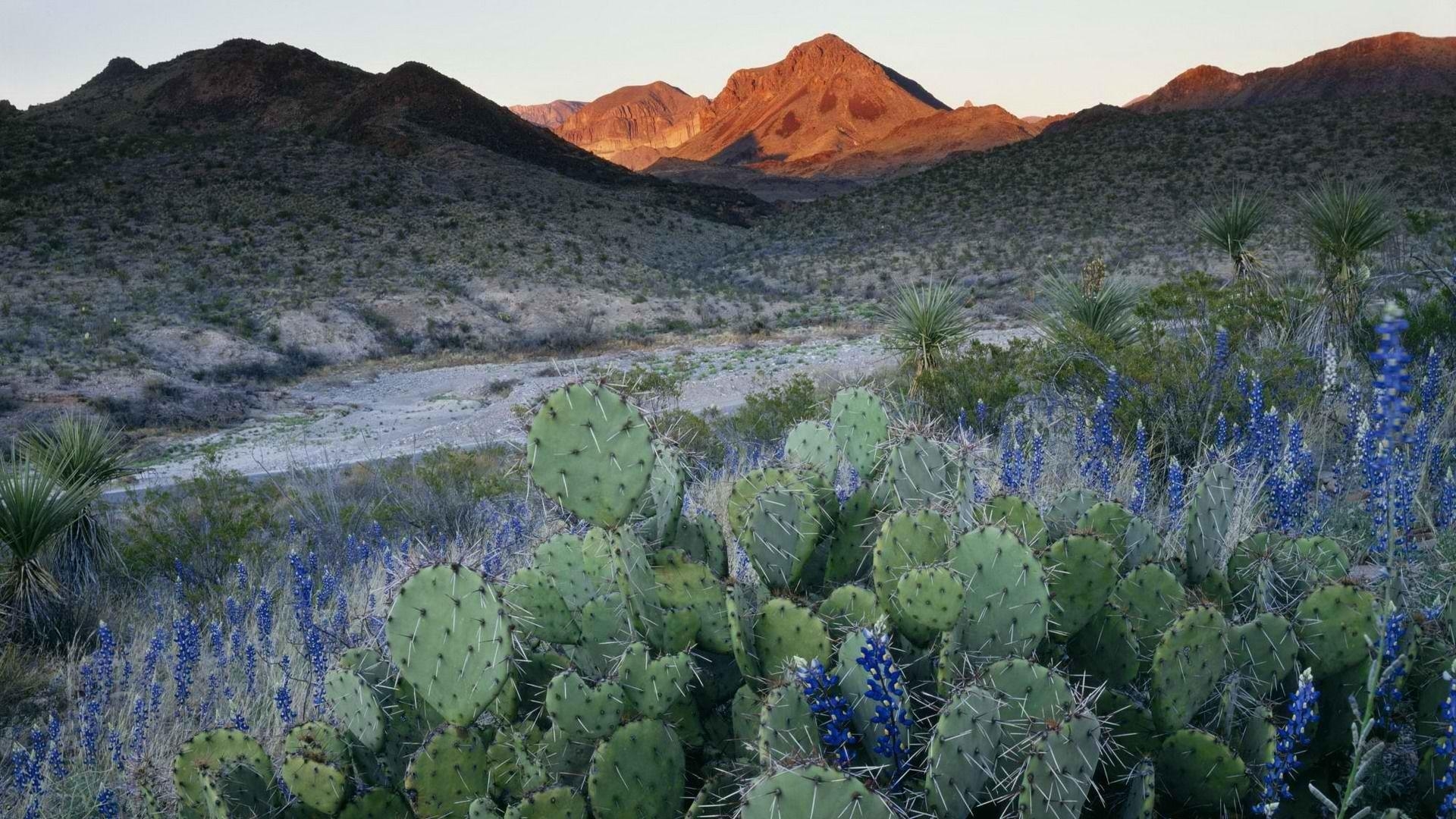 Bluebonnet, Texas, Kaktus, Nationalpark, Hochwertig, 1920x1080 Full HD Desktop