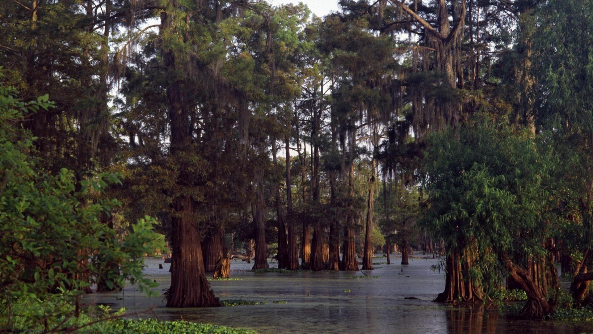 Kultur, Louisiana, USA, Sumpf, Landschaft, 1920x1080 Full HD Desktop