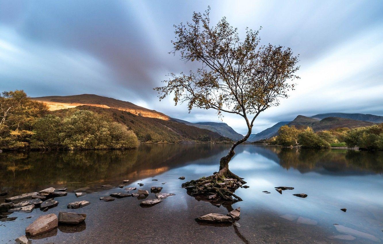 Baum, Snowdonia, Llanberis, Wales, 1340x850 HD Desktop