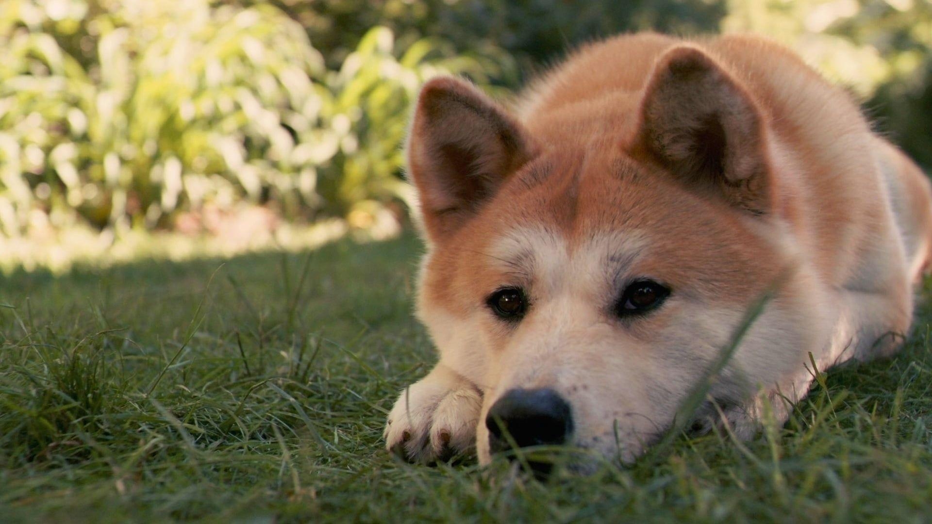 Shiba Inu, Hund, HD, Tierbild, Haustier, 1920x1080 Full HD Desktop