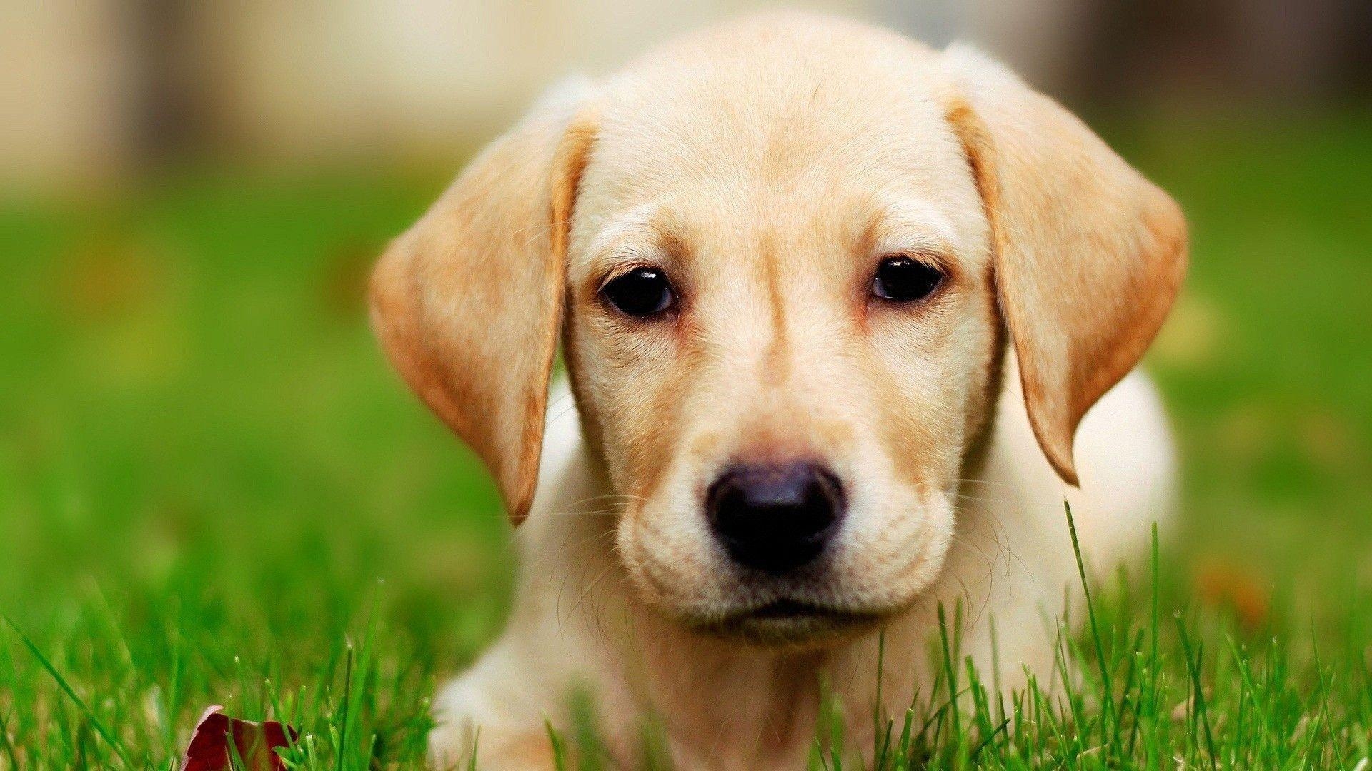 Labrador Hund, 4K, Tierbild, Hintergrund, HD, 1920x1080 Full HD Desktop