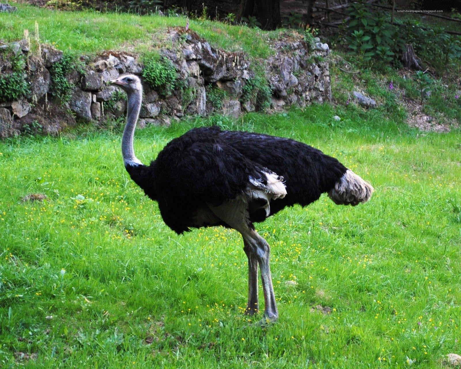 Strauß, Tiere, HD Hintergrund, Vögel, Fauna 2014, 1600x1280 HD Desktop