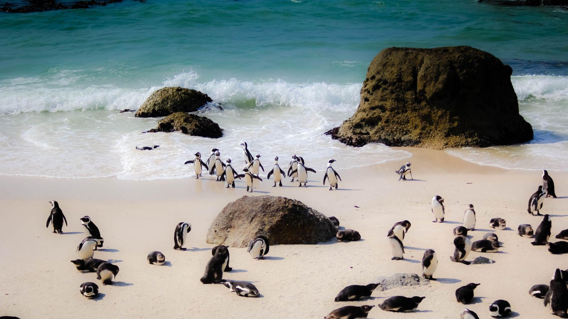 Südafrika, Pinguine, Tierwelt, Küste, Kapstadt, 1920x1080 Full HD Desktop