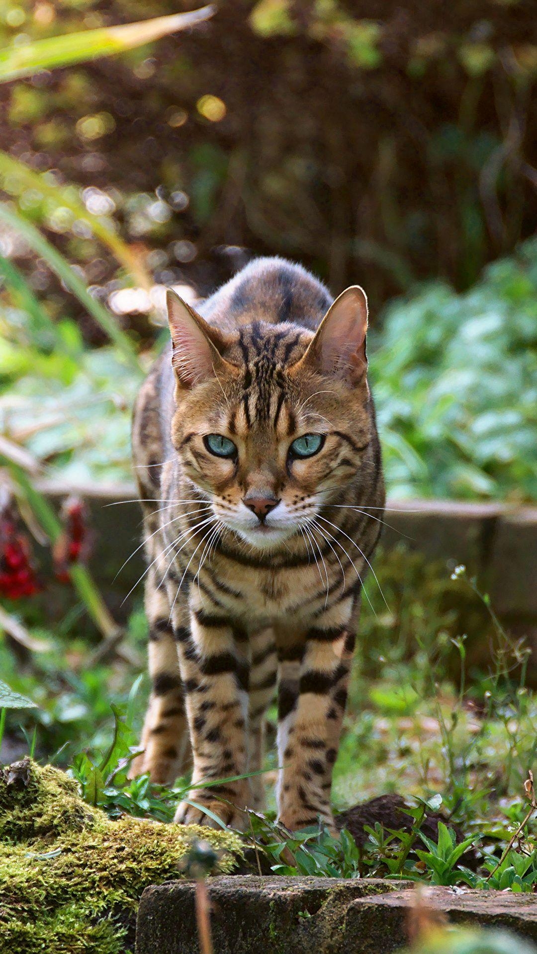 Bengalkatze, Bild, Tiere, Katze, Fotografie, 1080x1920 Full HD Handy