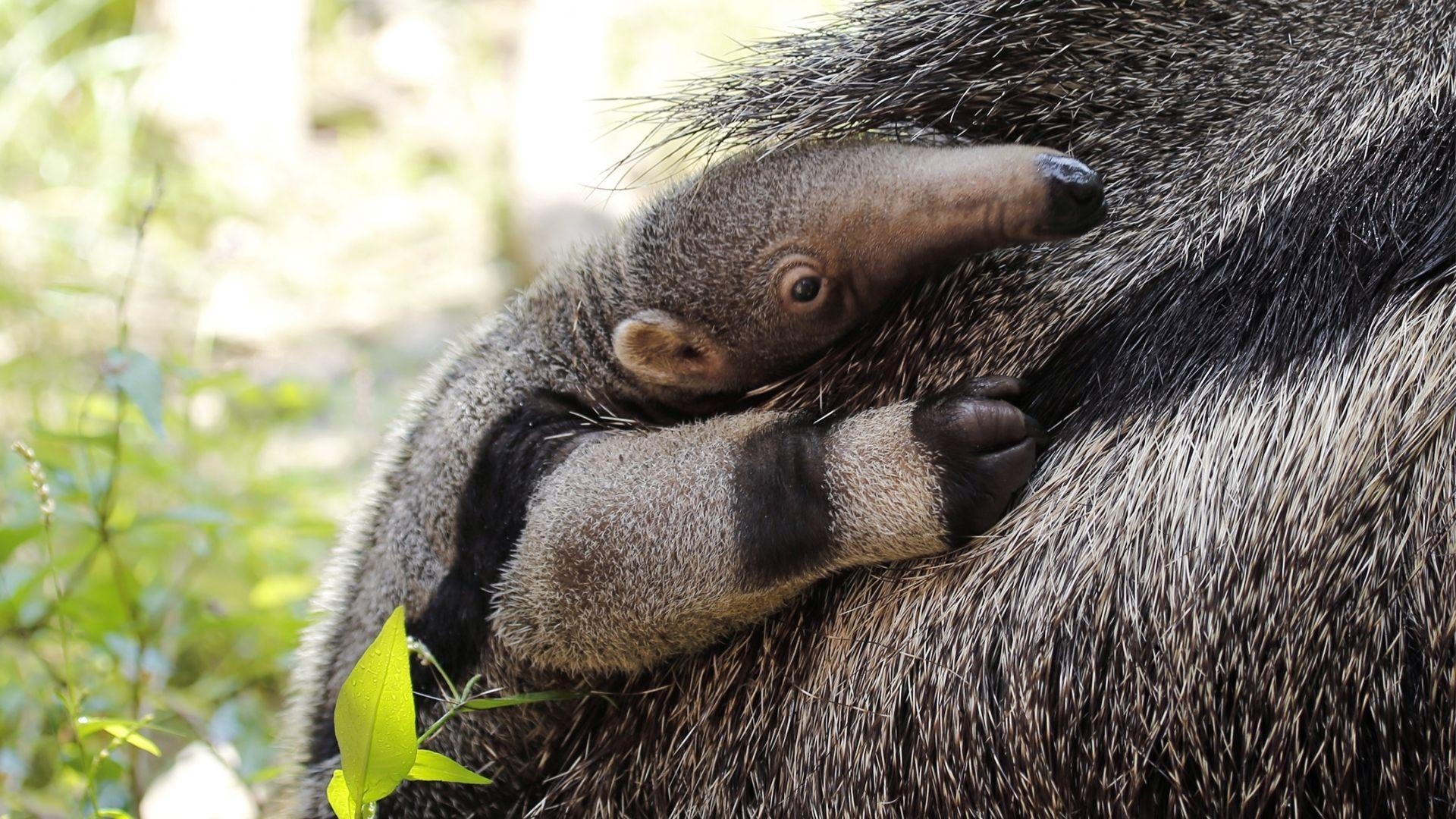 Ameisenbär, Baby, Tiere, Download, Natur, 1920x1080 Full HD Desktop