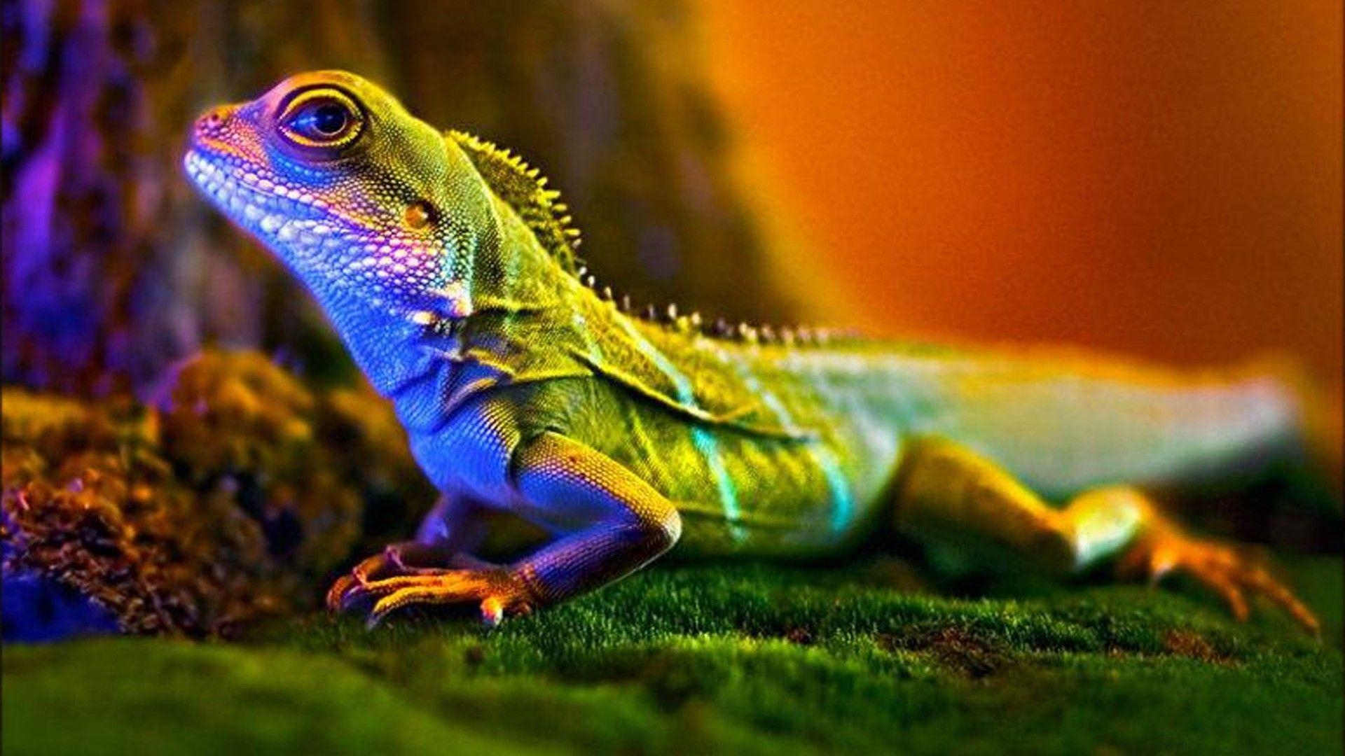 Eidechse, Reptil, Tier, Natur, Wildtiere, 1920x1080 Full HD Desktop