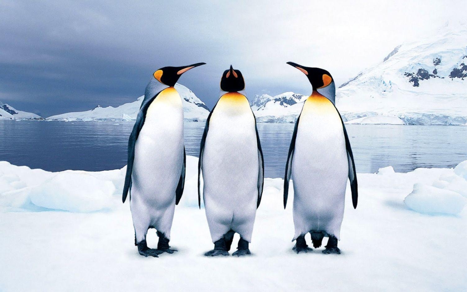 Pinguin, Hintergrund, Tiere, Bild, Dekoration, 1510x940 HD Desktop