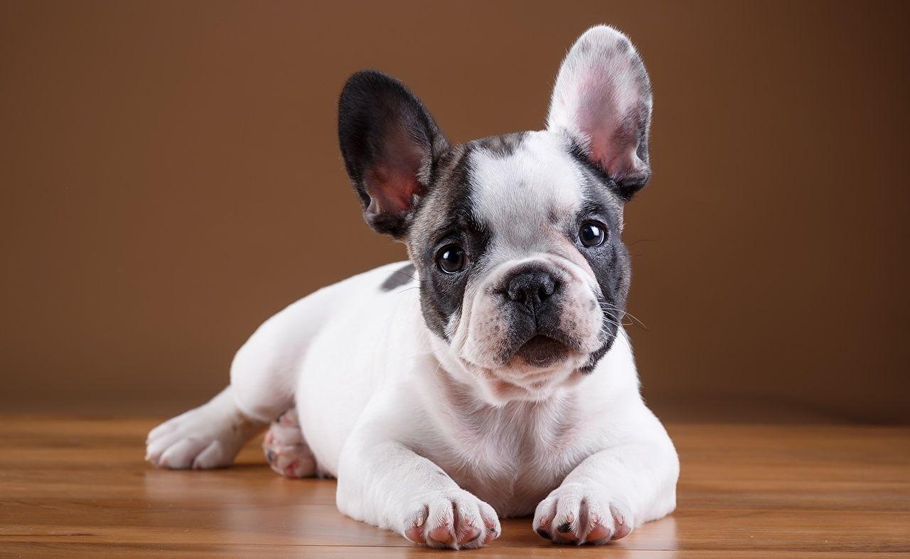 Desktop, Welpe, Französische Bulldogge, weiß, Tier, 1280x790 HD Desktop