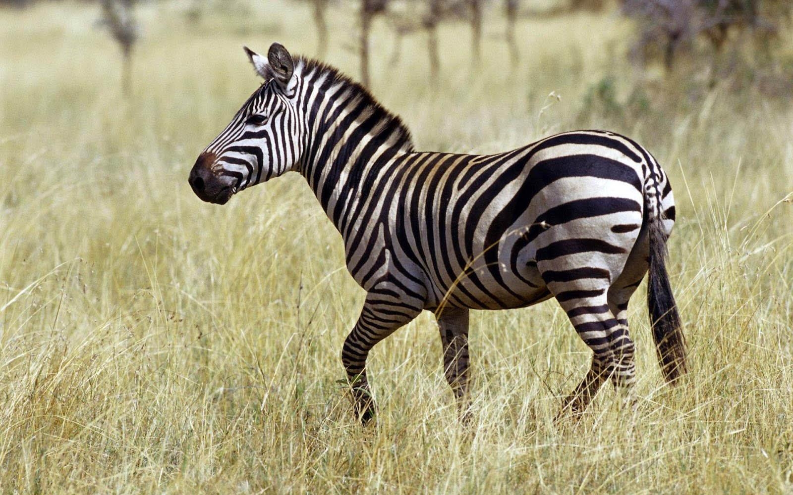 Zebra, Wiki, Gehen, Tiere, Hintergrund, 1600x1000 HD Desktop