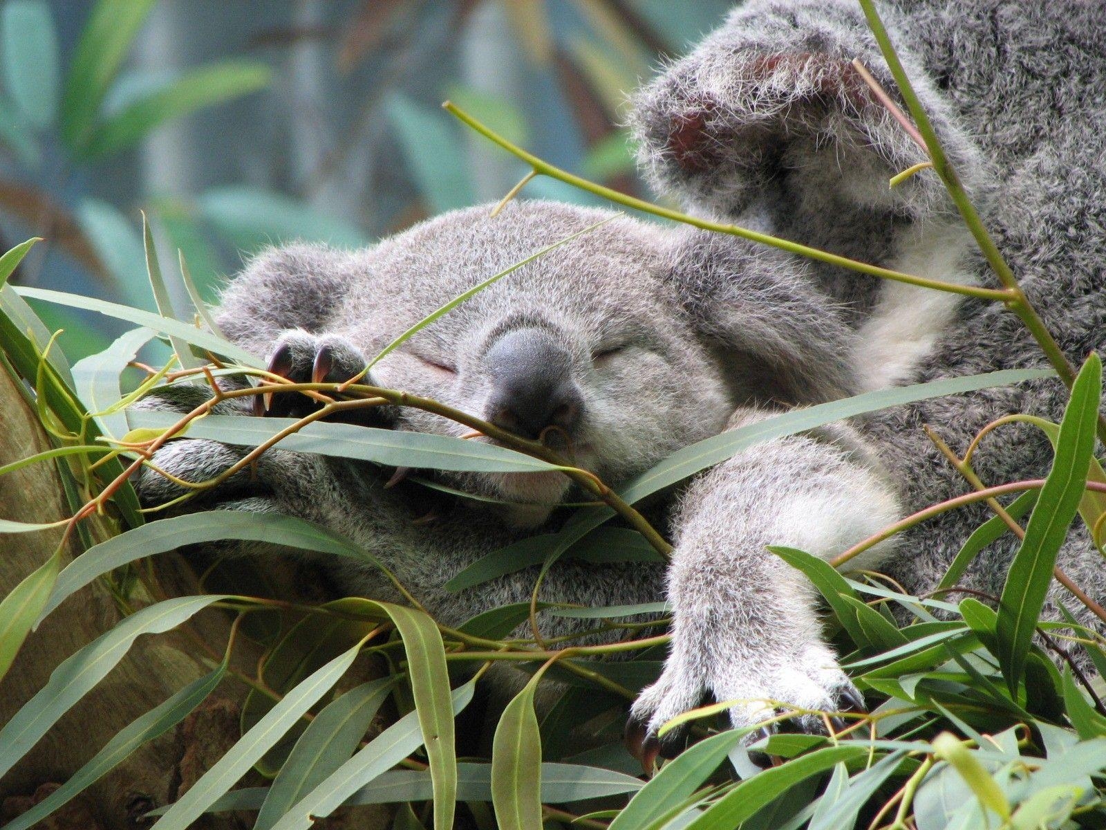 Koala, Bild, Hintergrund, Tier, Natur, 1600x1200 HD Desktop