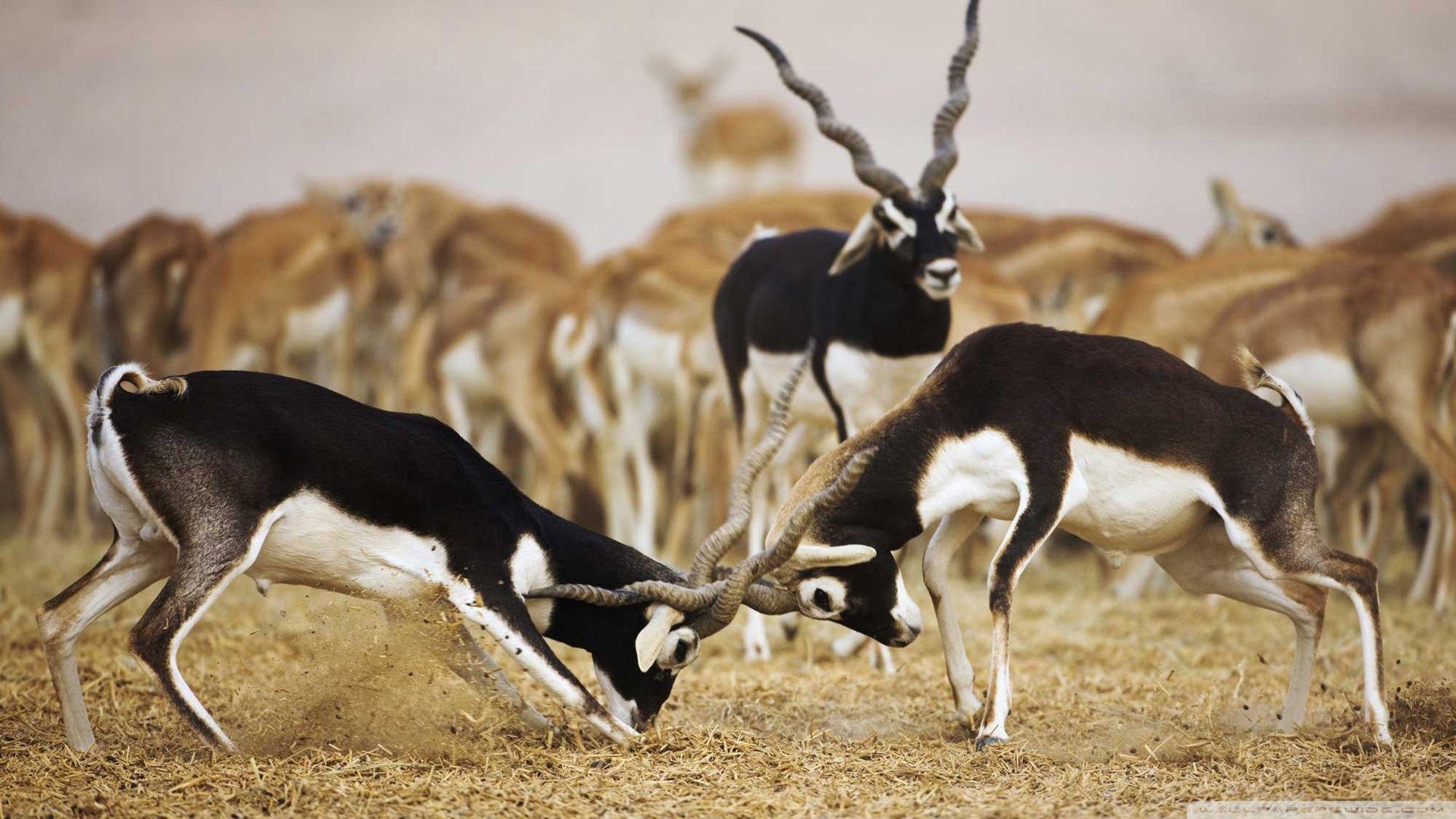 Antilope, Blackbuck, Wildtiere, Ultra HD, Hintergrund, 1920x1080 Full HD Desktop