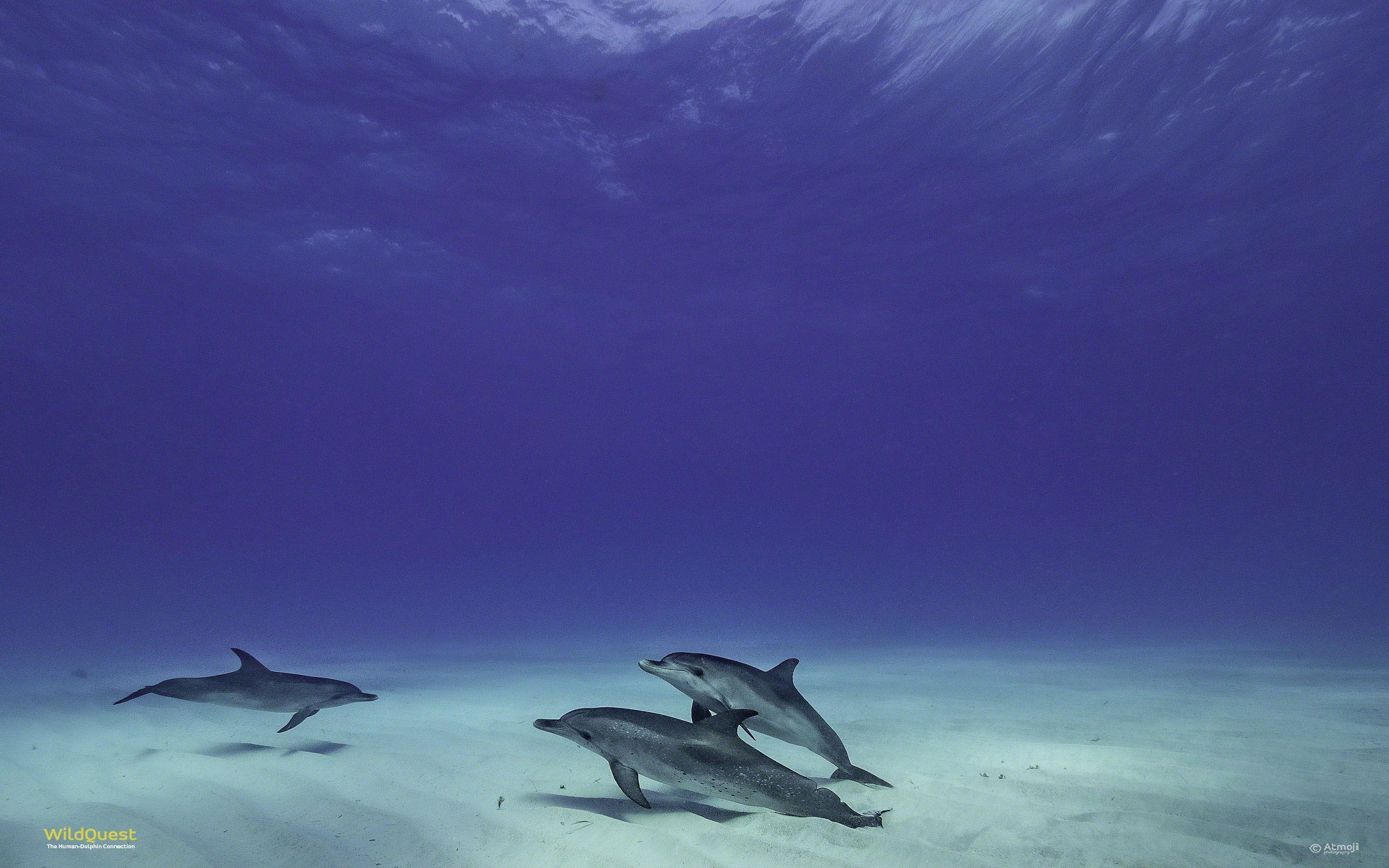 Delphin, Wildquest, Bahamas, Schwimmen, Abenteuer, 2880x1800 HD Desktop