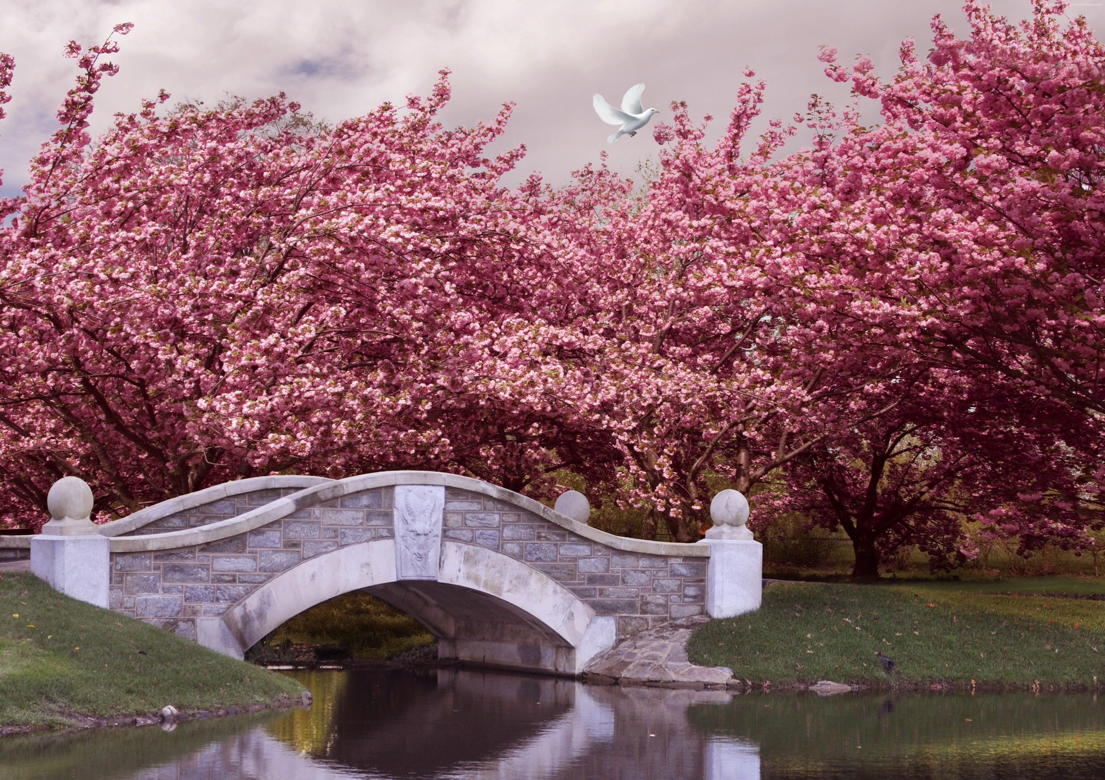 Japan, 5K 4K, Kirschblüte, Fluss, Brücke, 4250x3000 4K Desktop