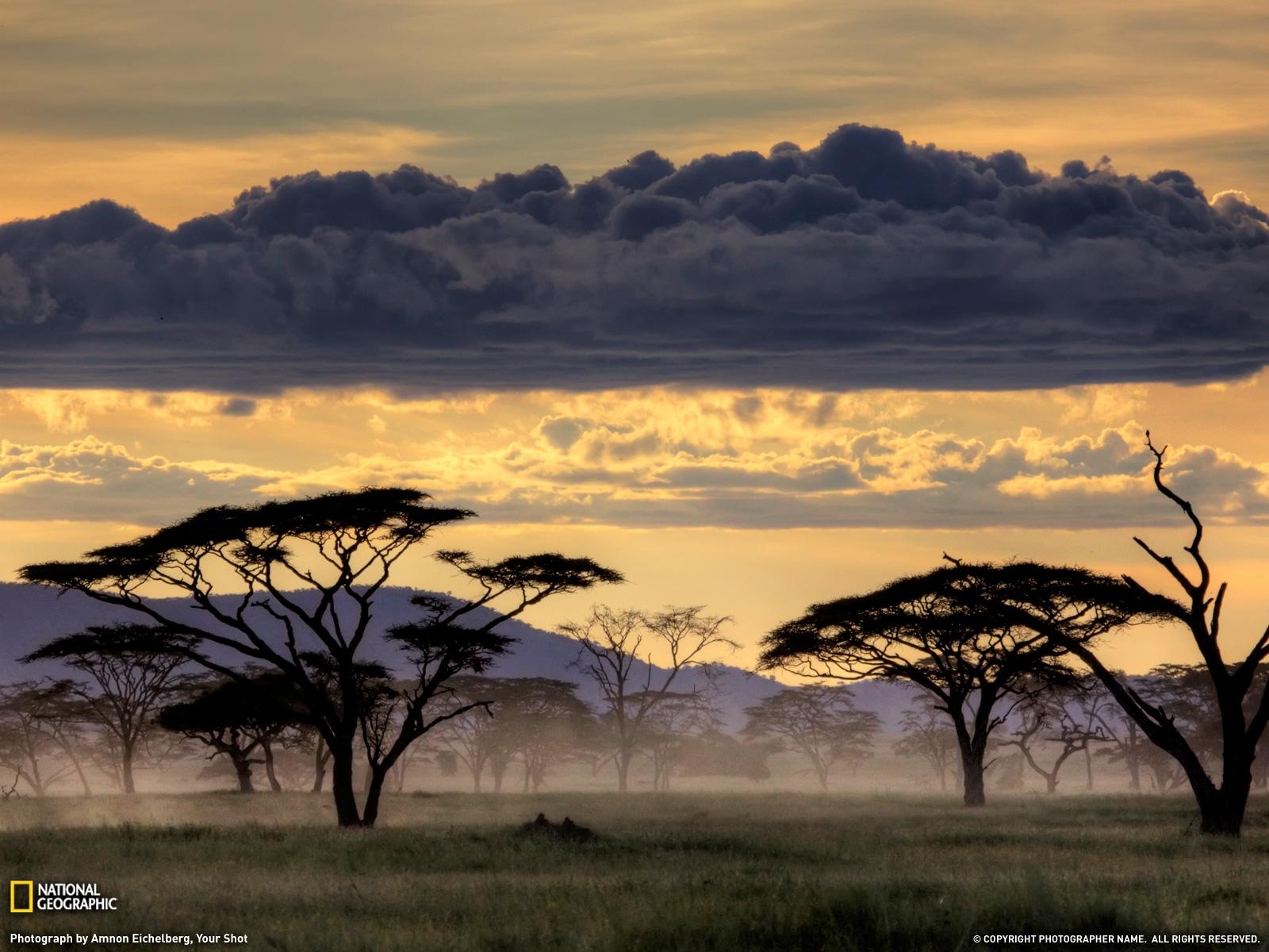 Serengeti, Tansania, Natur, Tierwelt, Exotisch, 1600x1200 HD Desktop