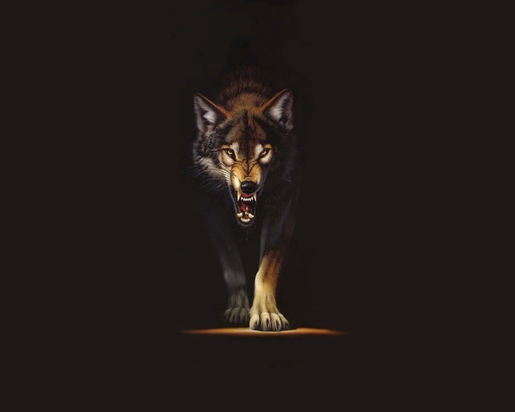 Wolf, Galerie 77, Download, Bilder, Qualität, 1030x820 HD Desktop