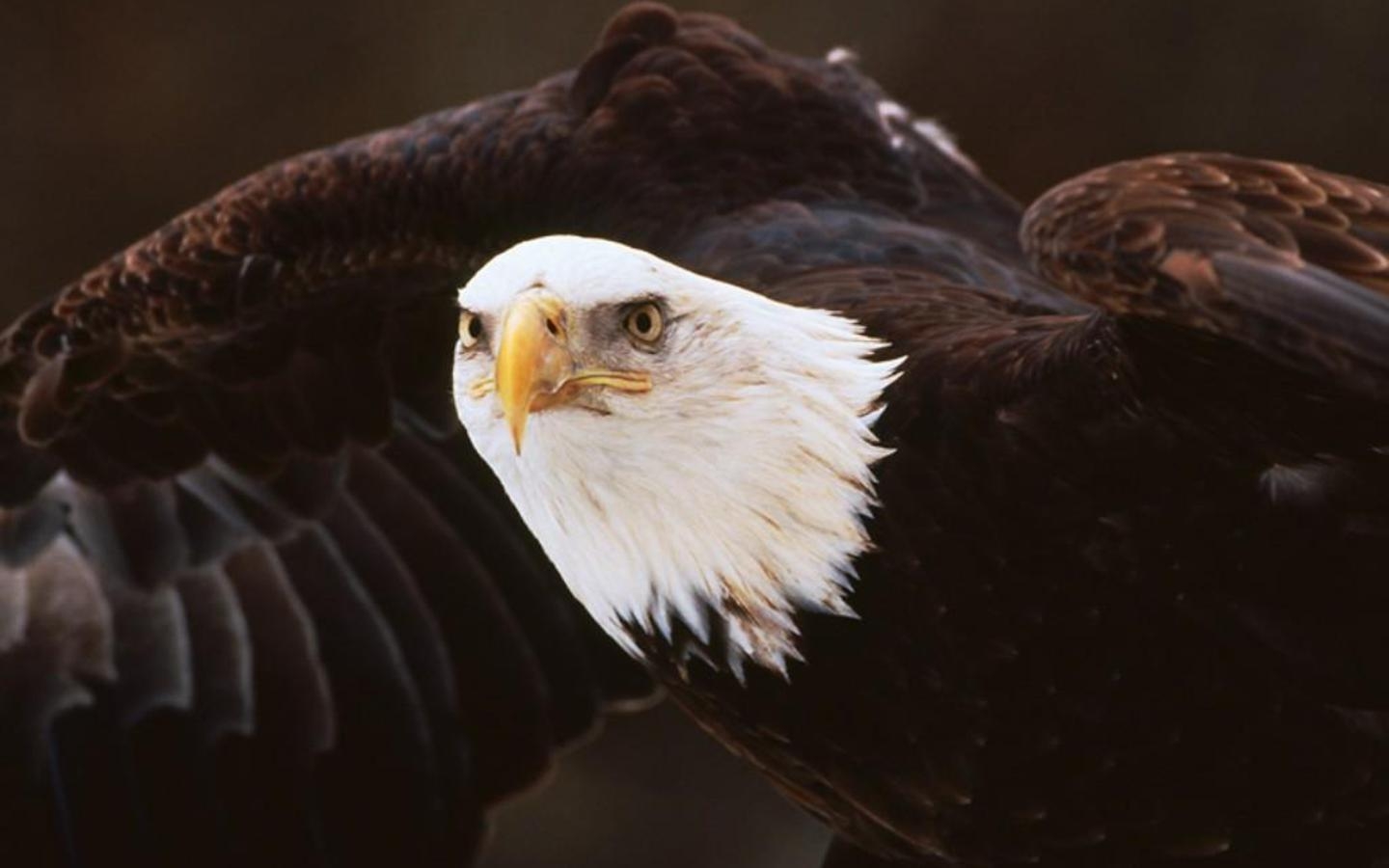 Amerikanischer Adler, Desktop Bild, Majestätisch, 1440x900 HD Desktop