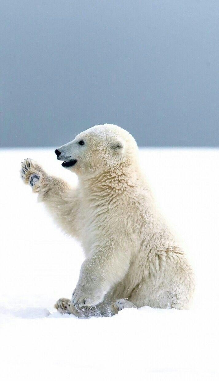 Eisbär, Tierwelt, schön, weiß, Arktis, 720x1240 HD Handy