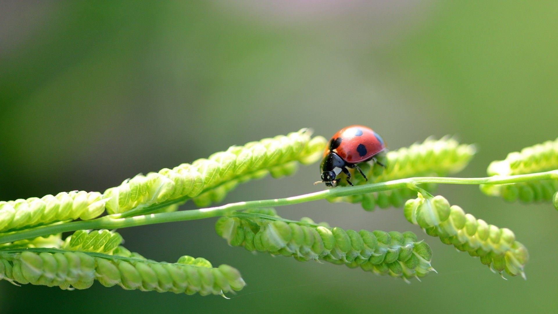 Marienkäfer, Pflanzen, Natur, Insekt, HD, 1920x1080 Full HD Desktop