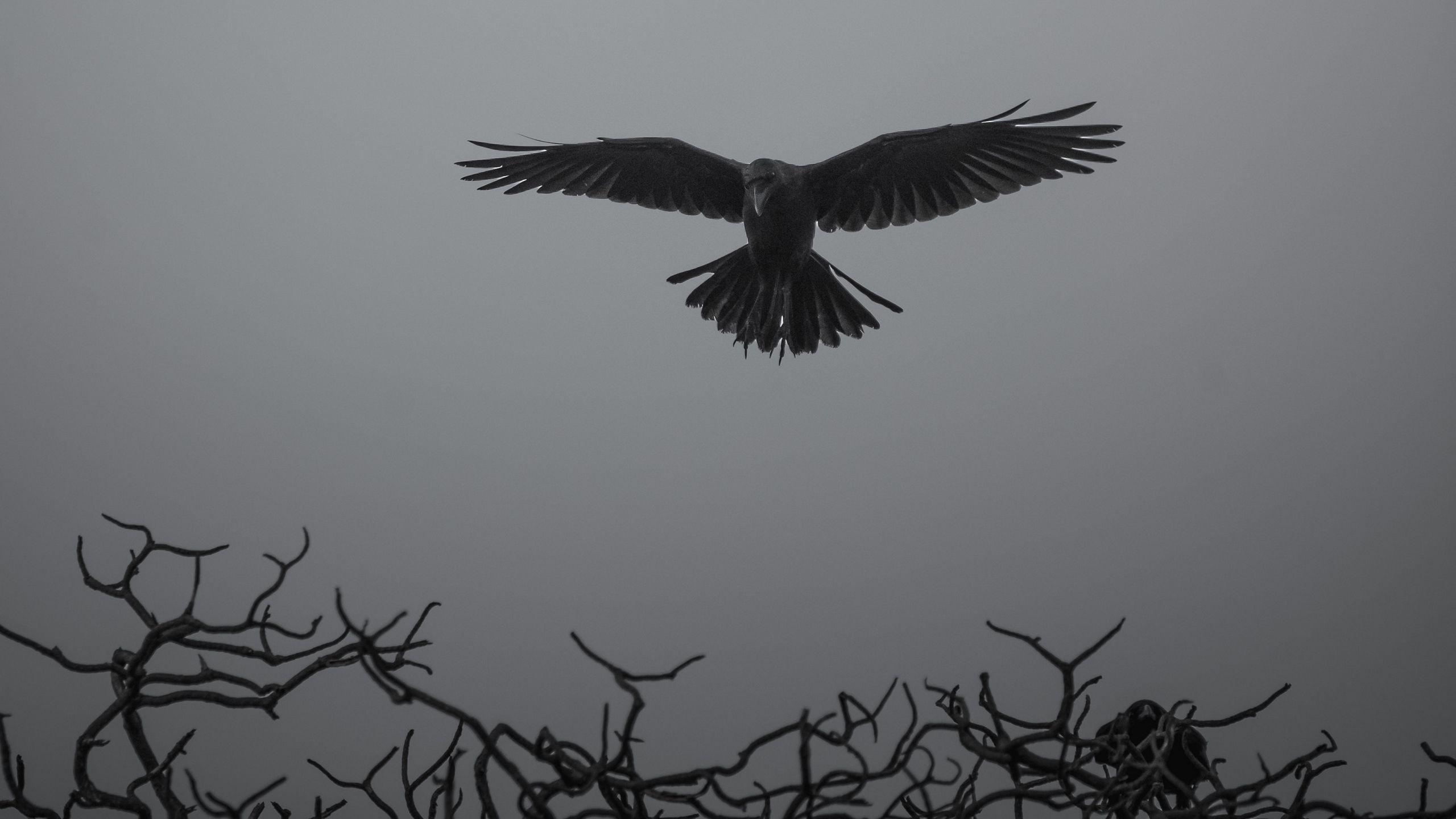 Krähe, Vogel, Tiere, Fenster, Hintergrund, 2560x1440 HD Desktop