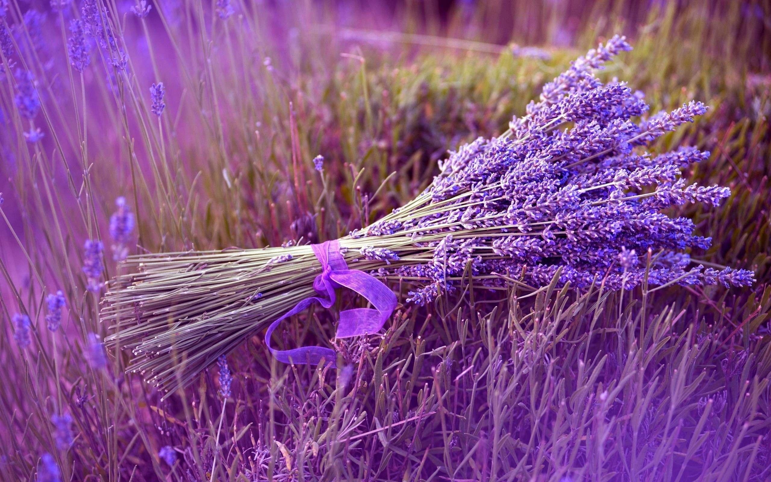 Lavendel, Natur, Duft, Landschaft, Violett, 2560x1600 HD Desktop