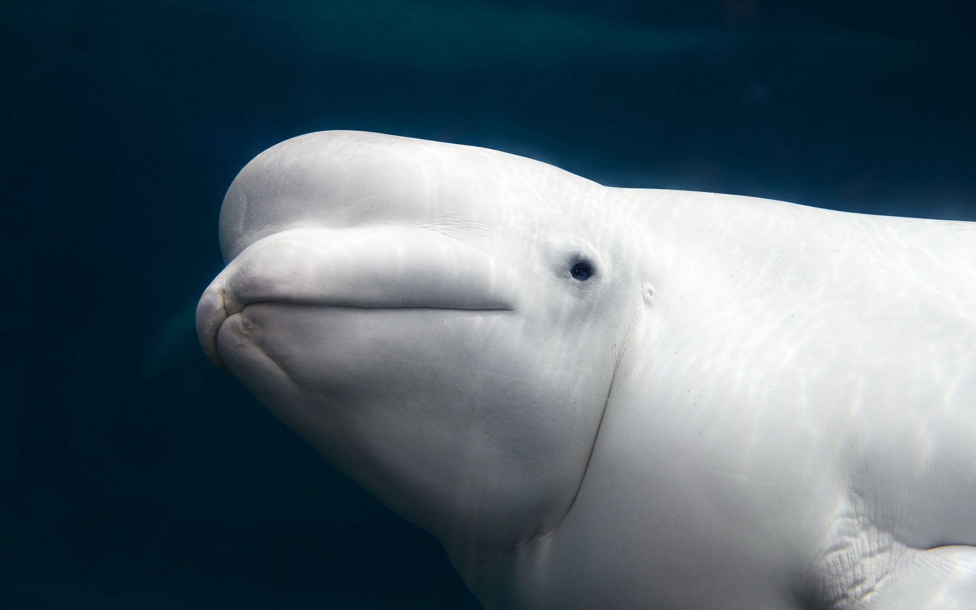 Beluga Wal, Tier, Wallpaper, Foto, Hintergrund, 1920x1200 HD Desktop