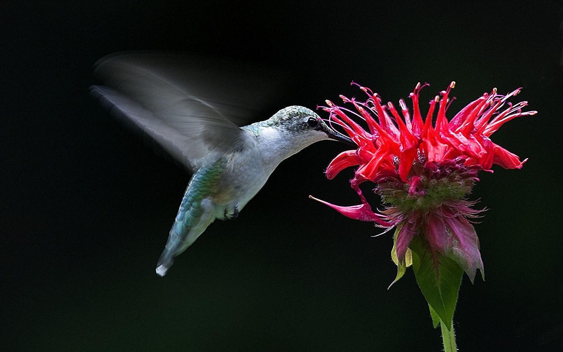 Kolibri, Computer, Desktop-Hintergrund, Bild, ID, 1920x1200 HD Desktop