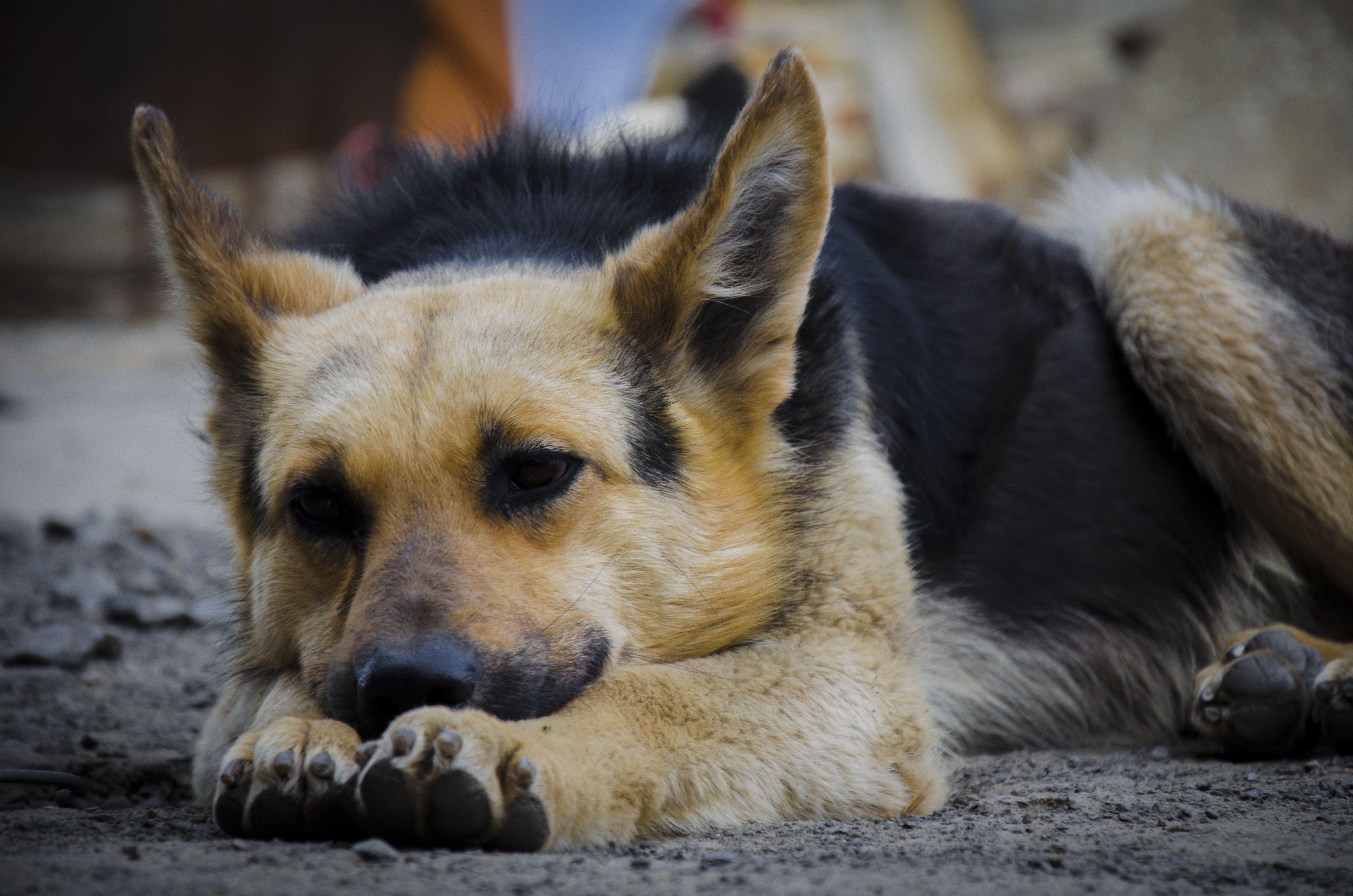 Deutscher Schäferhund, Desktop, Hintergrund, Schäfer, Tier, 4930x3270 4K Desktop