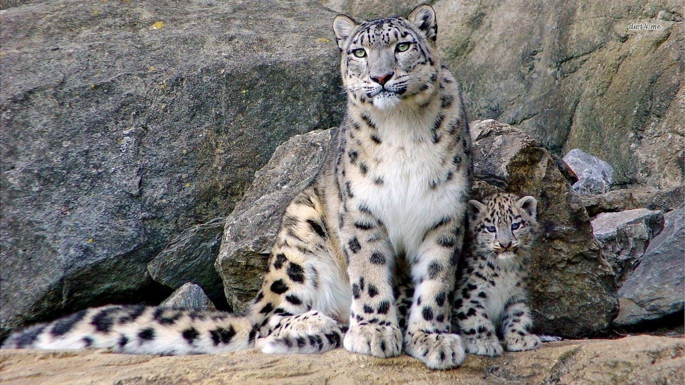 Schneeleopard, Wildkatzen, Tiere, Natur, Großkatze, 1370x770 HD Desktop