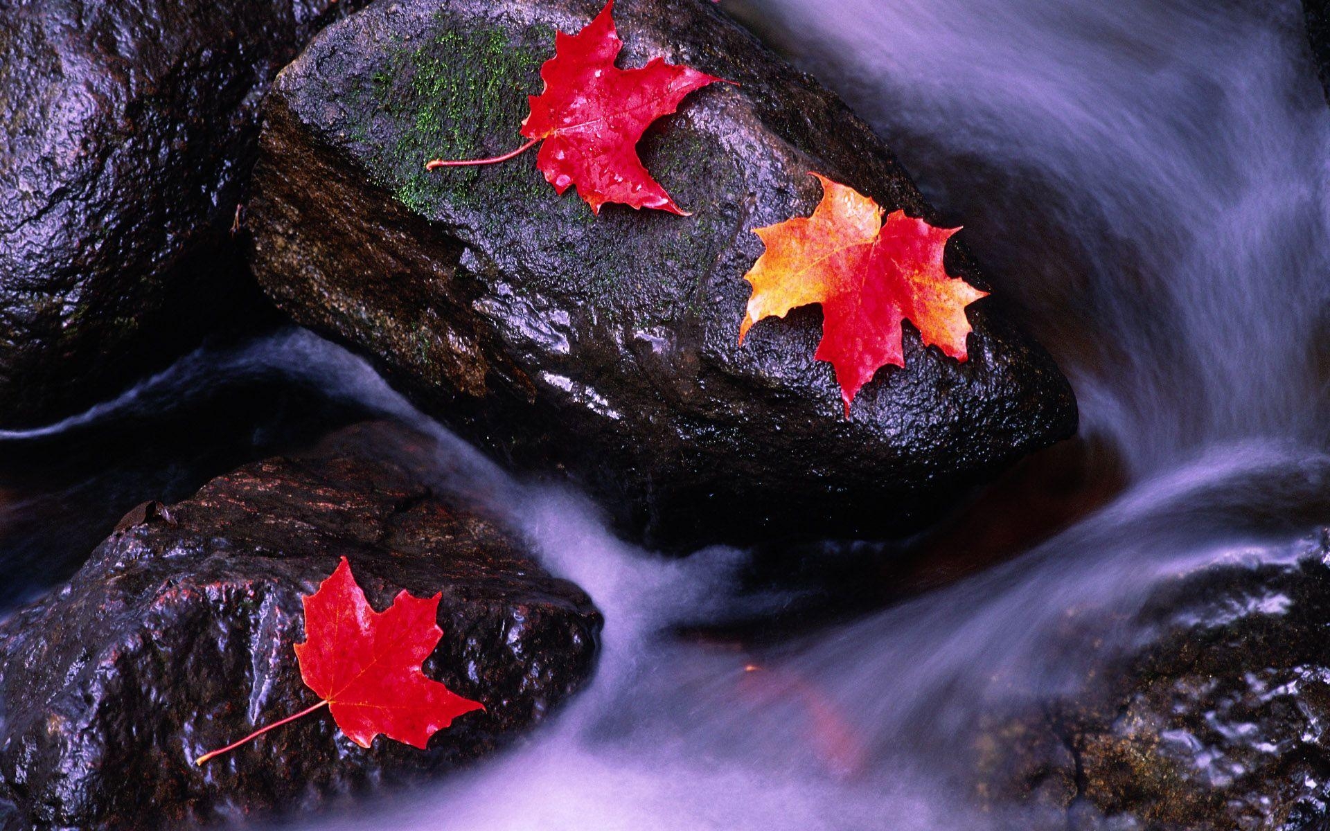 Kanada, Flüsse, Natur, Bild, Fotografie, 1920x1200 HD Desktop