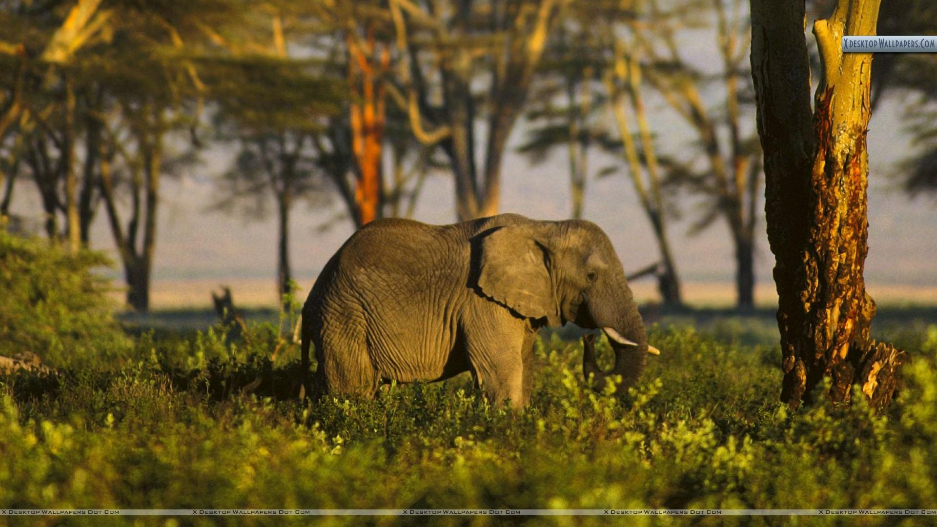 Afrikanischer Elefant, Tansania, Afrika, Tierwelt, Natur, 1920x1080 Full HD Desktop