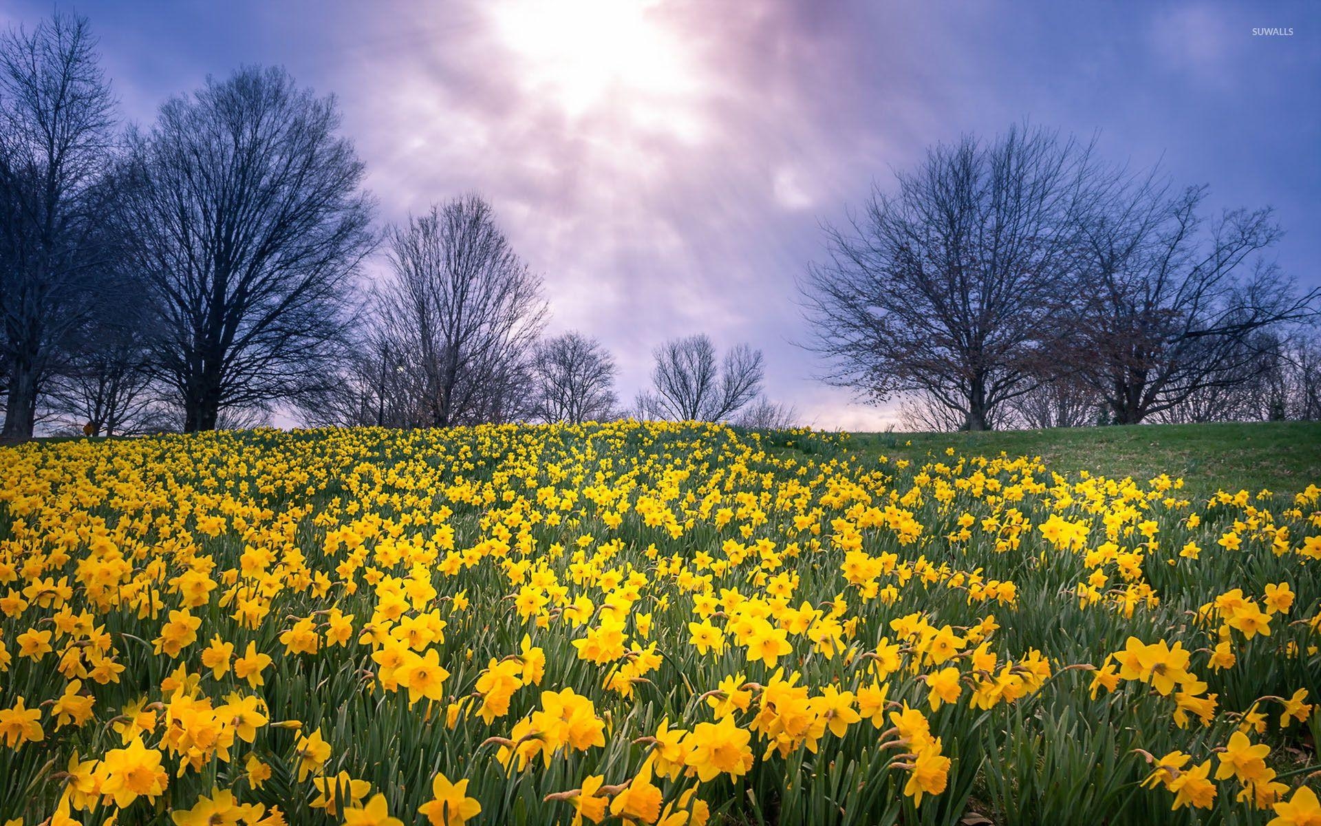 Narzissenfeld, Blumen, Hintergrund, Natur, HD, 1920x1200 HD Desktop