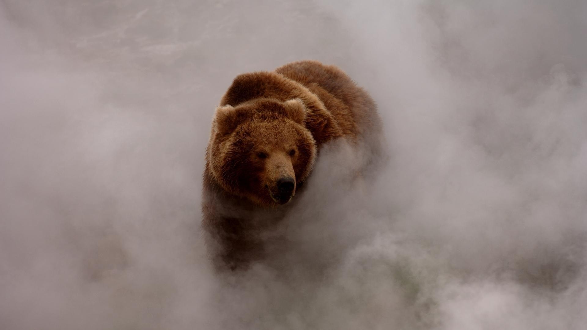 Bärenbild, Hochauflösend, Download, Natur, Tiere, 1920x1080 Full HD Desktop