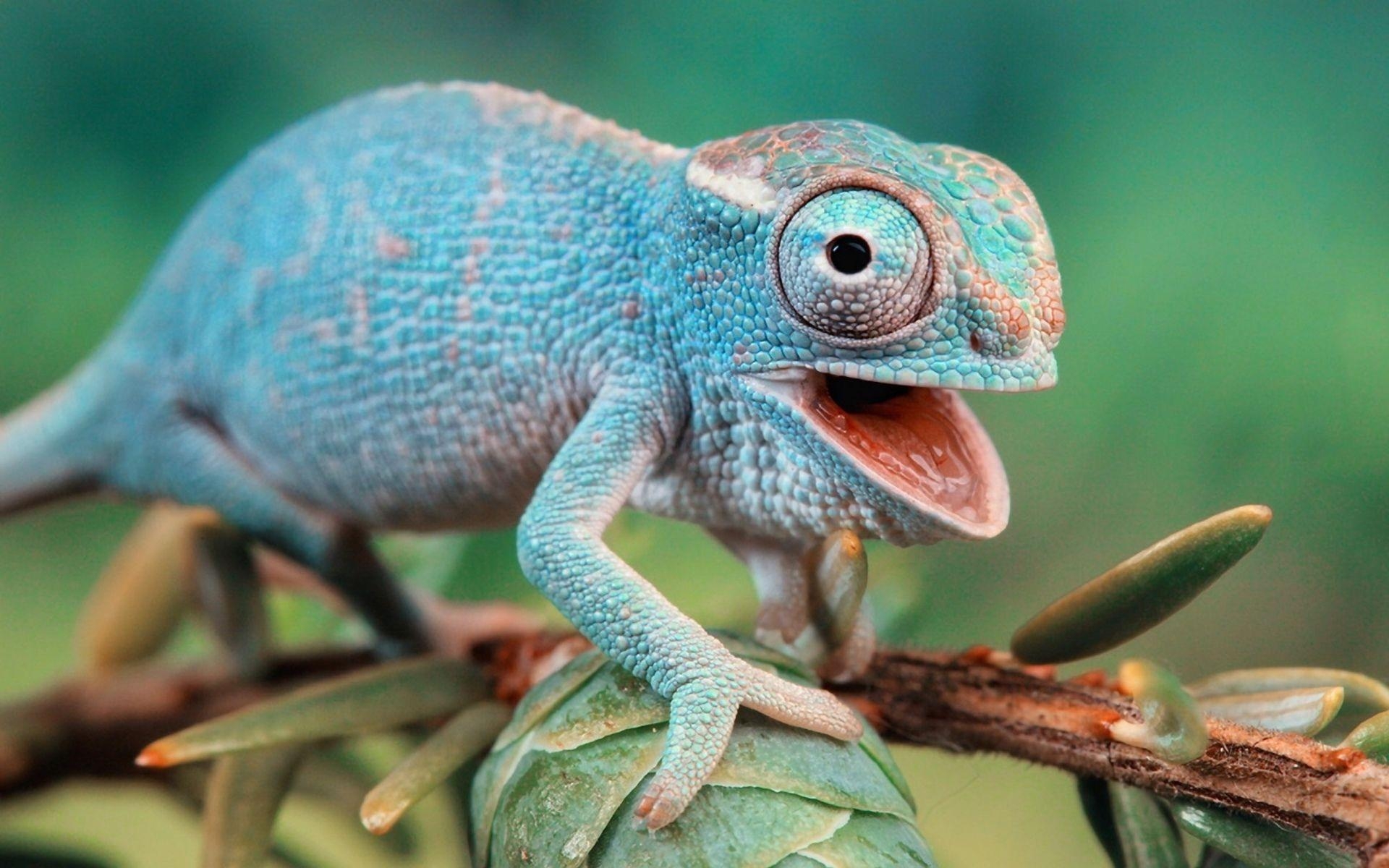 Gecko 8x1200 Hintergrundbild Tiere, 1920x1200 HD Desktop