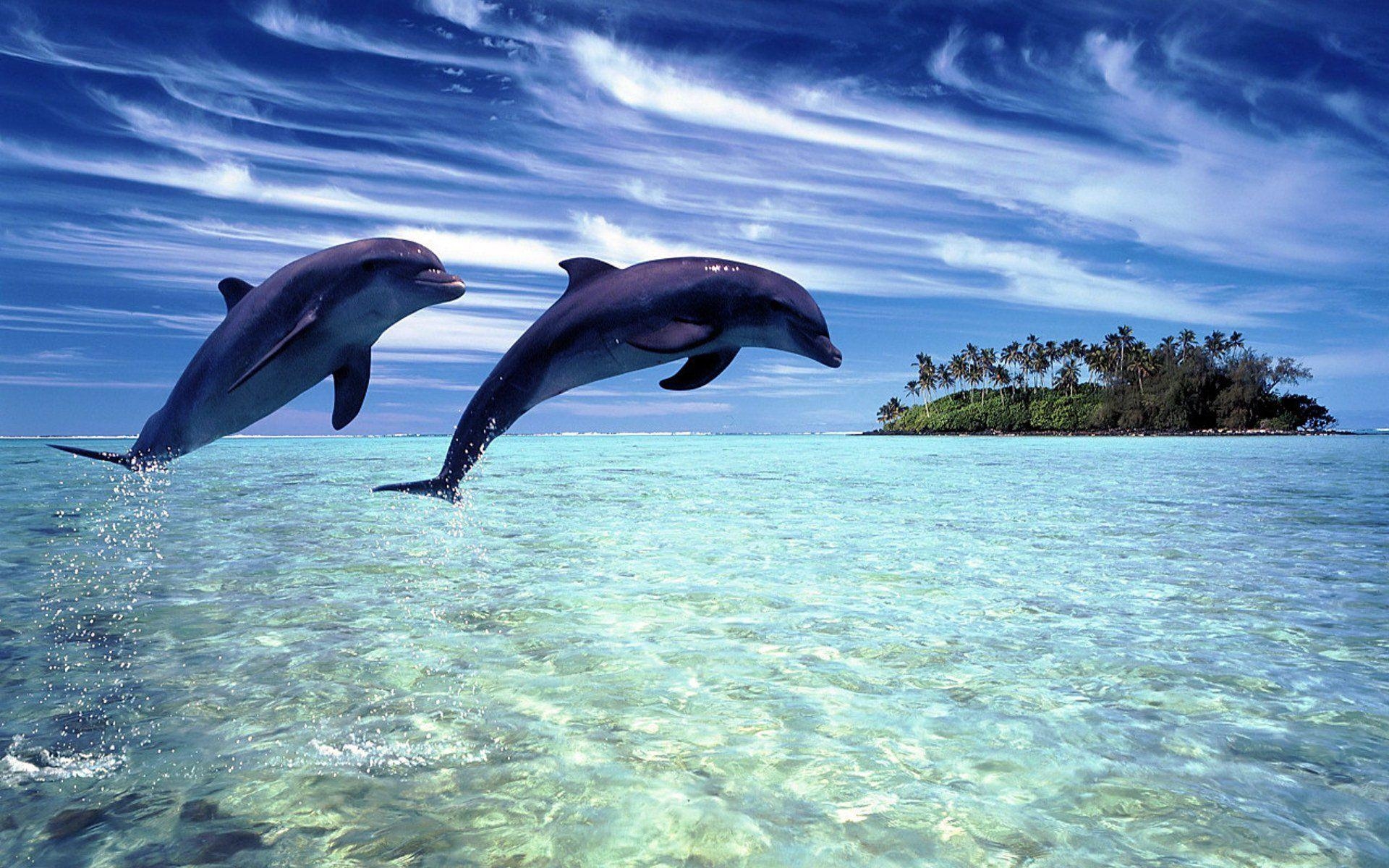 Delfin, HD, Hintergrundbild, Bild, Meer, 1920x1200 HD Desktop