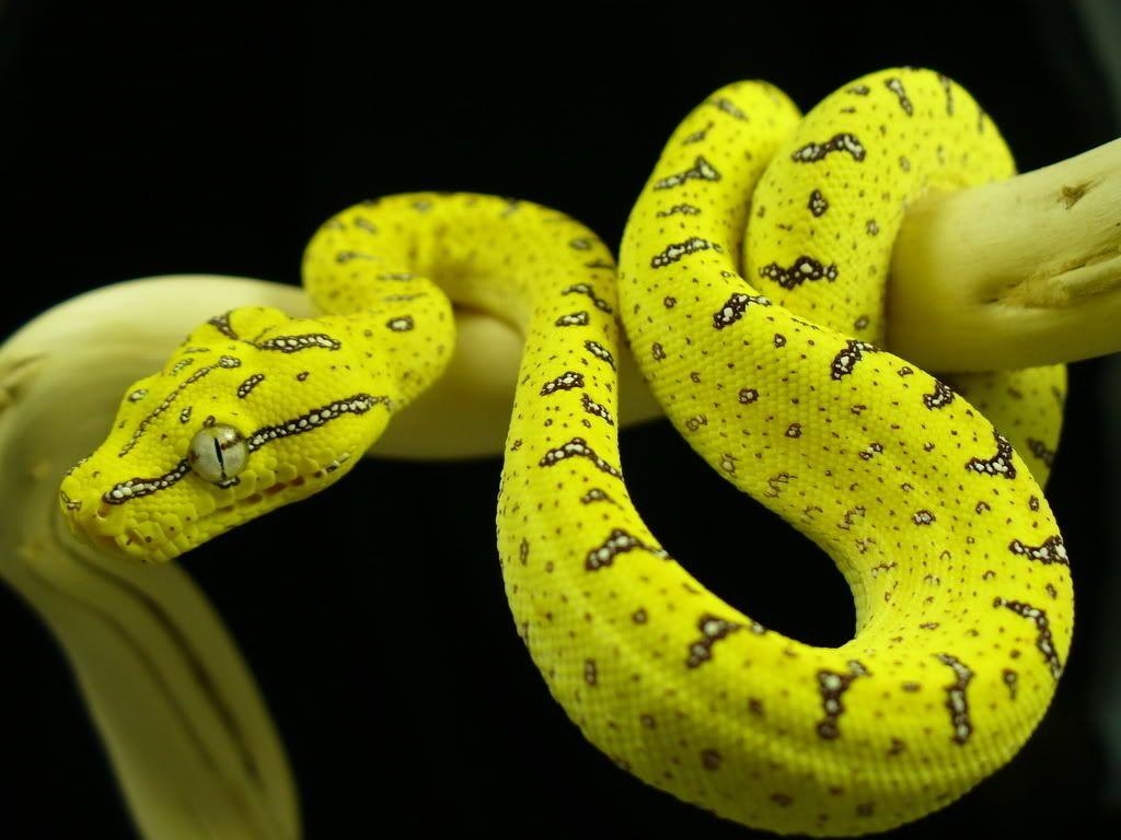 Python, HD, Desktop, Hintergrund, Reptil, 1030x770 HD Desktop