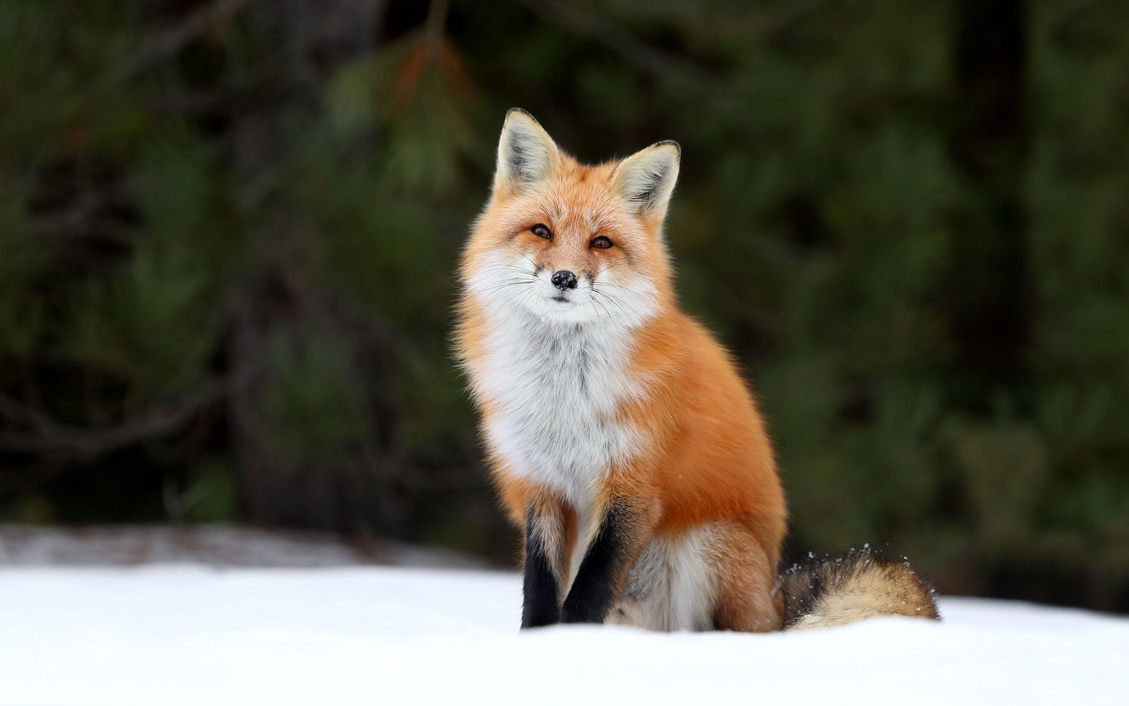 Füchse Bild, Rotfuchs, HD, Foto, Tierwelt, 3840x2400 4K Desktop