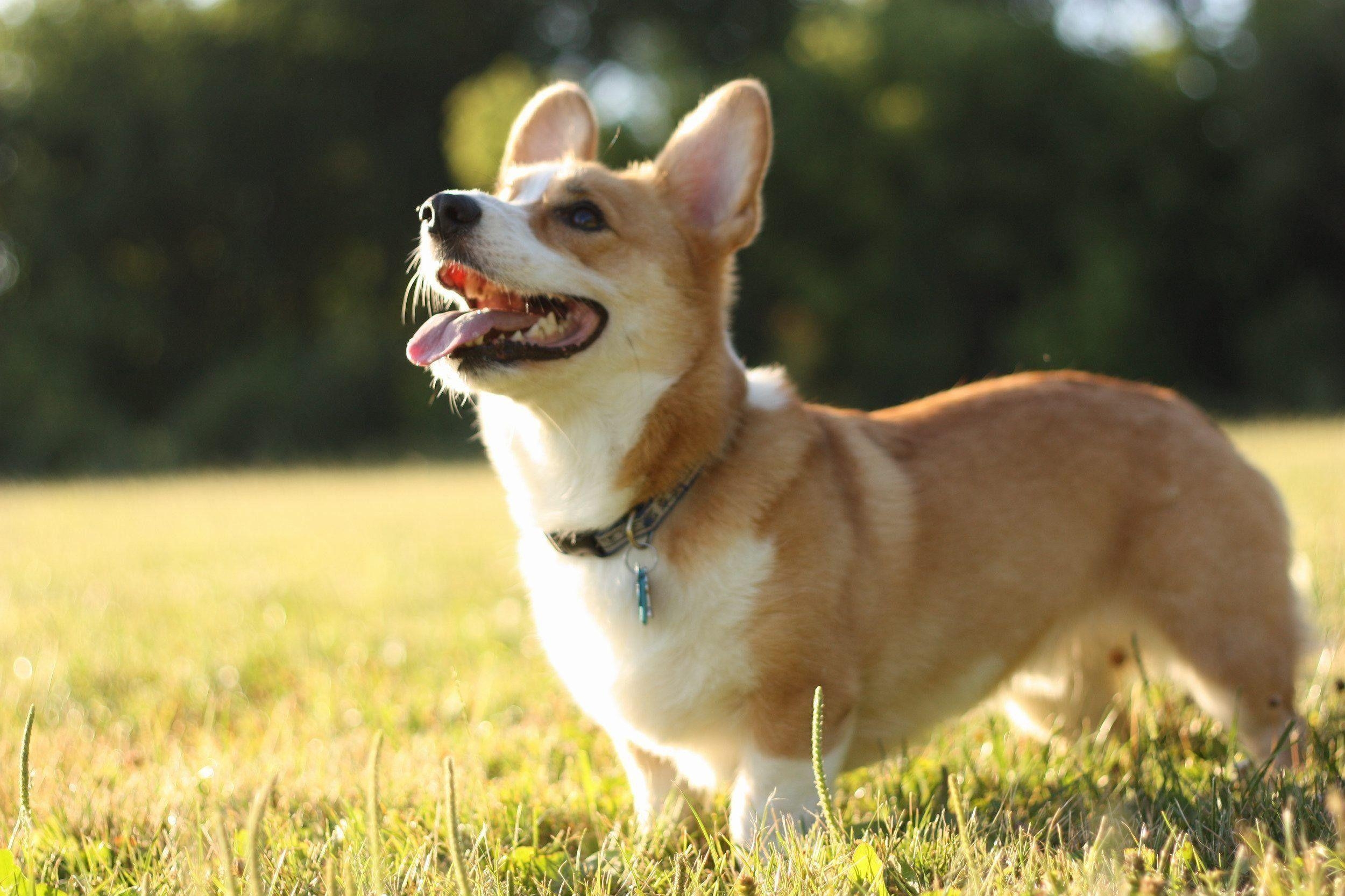 Welsh Corgi, Tiere, Niedlich, Fell, Familie, 2500x1670 HD Desktop