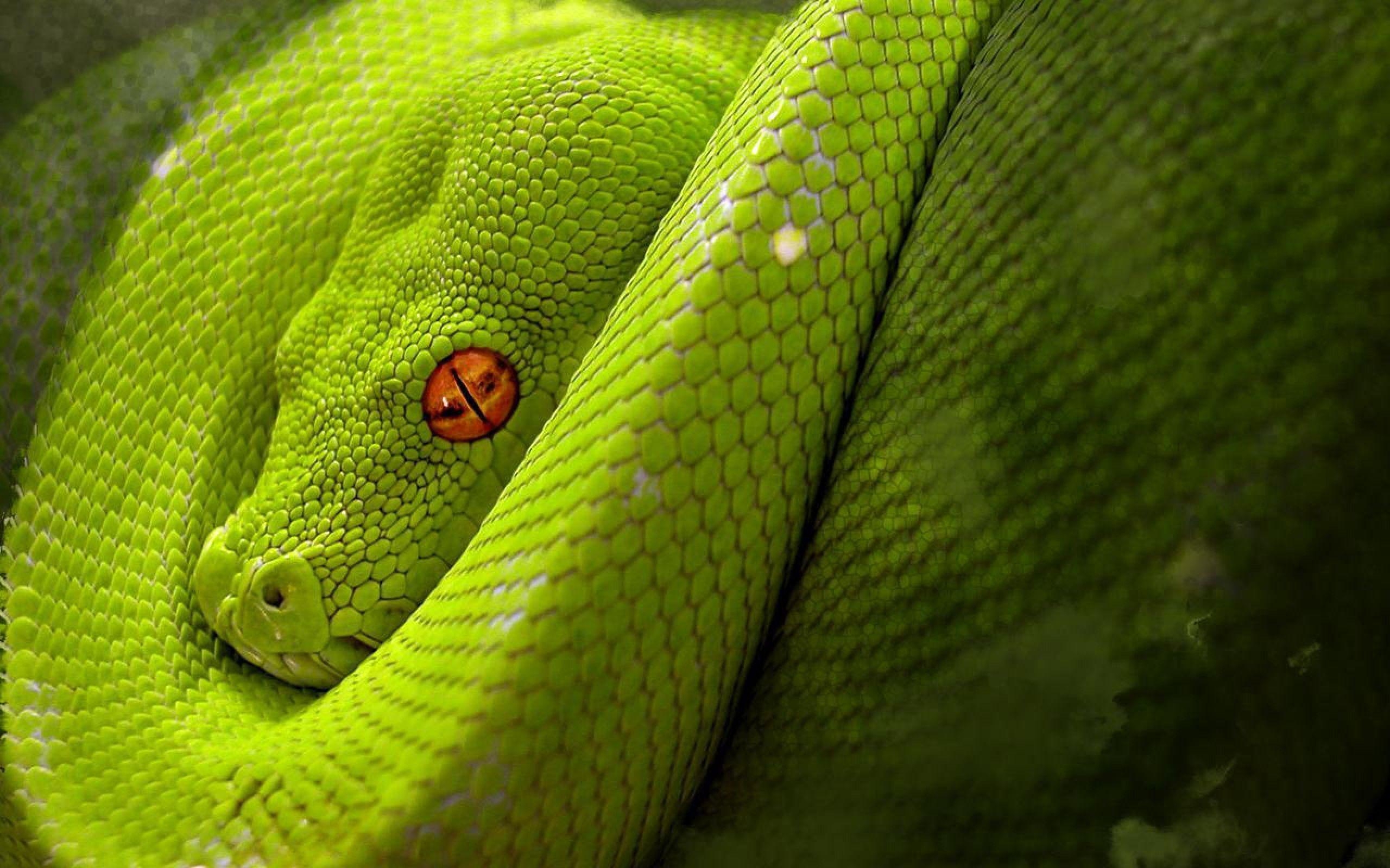 Schlange, Tiere, Bild, Reptilien, Natur, 2560x1600 HD Desktop