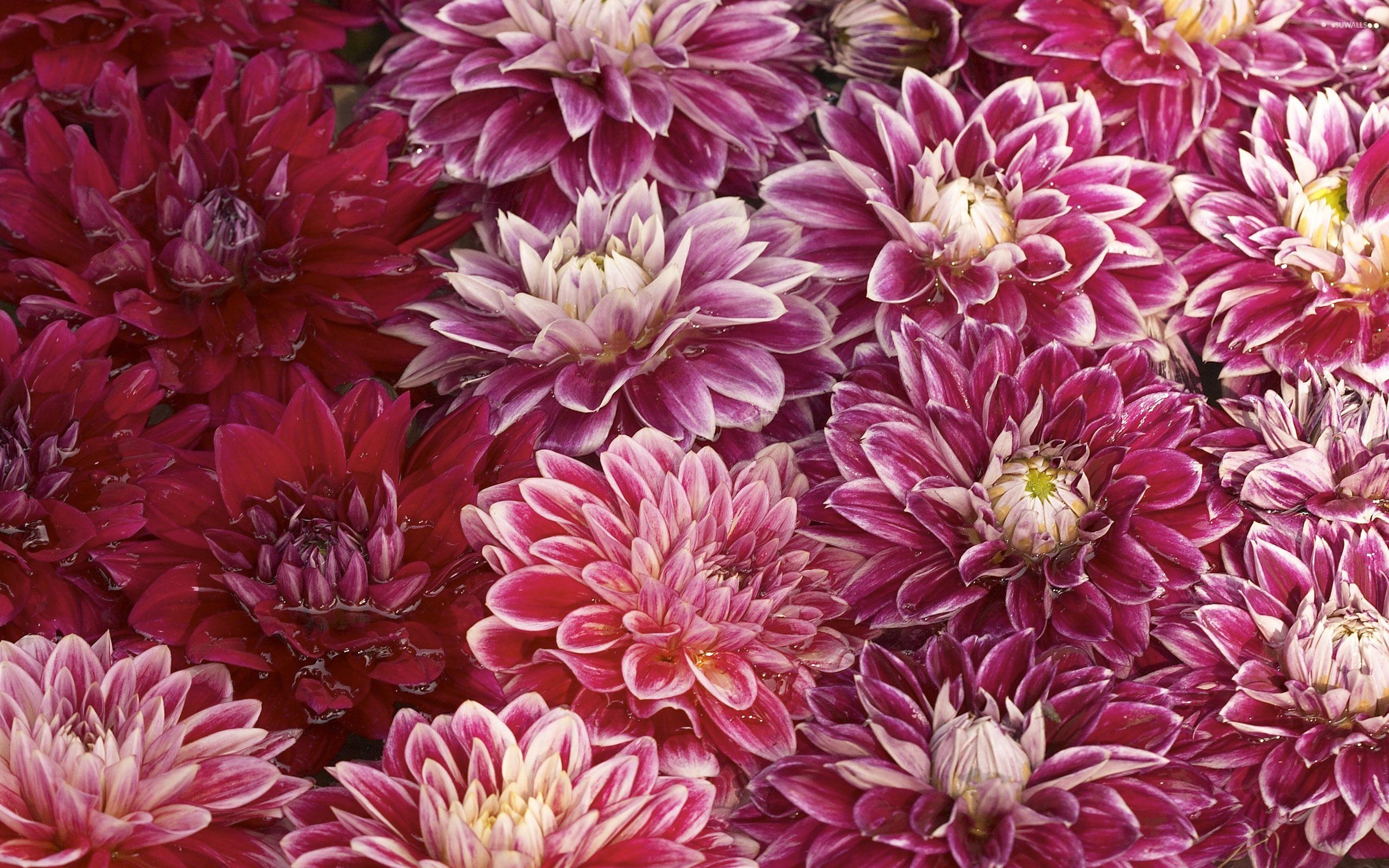 Chrysantheme, Natur, Blumenbild, Herbstblüte, Pflanze, 2560x1600 HD Desktop