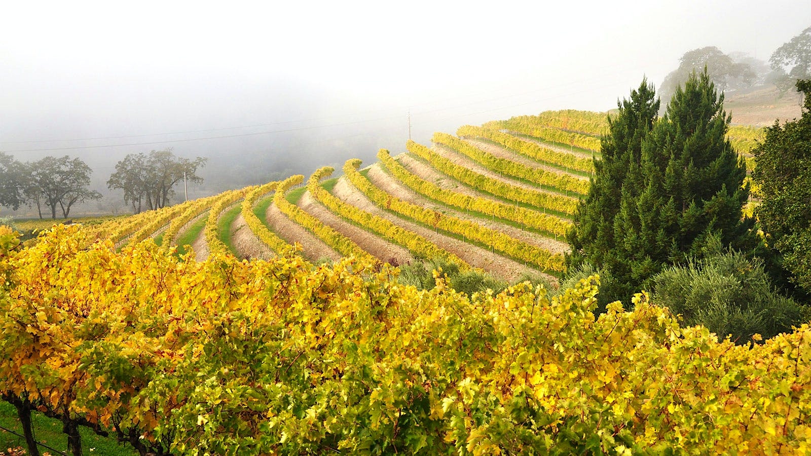 Vine Cliff, Gründer, Verkaufen, Weingut, Stephan Crétier, 1600x900 HD Desktop